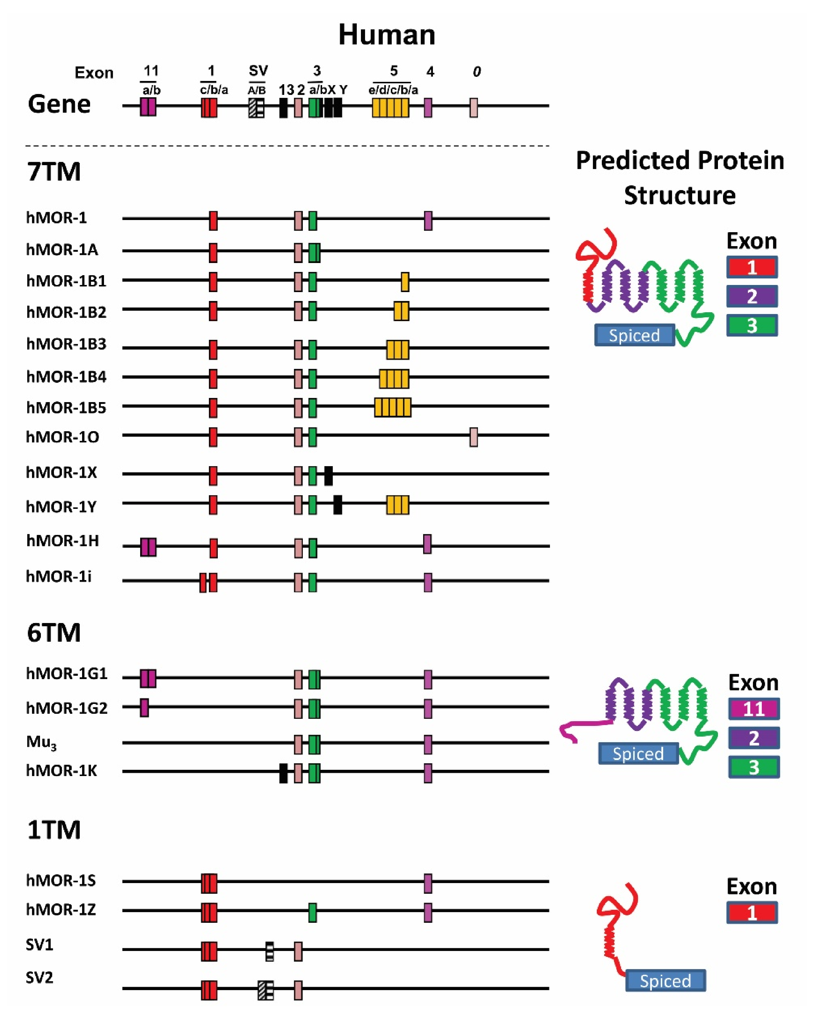 Biomolecules 11 01525 g001 Biomolecules 11 01525 g001