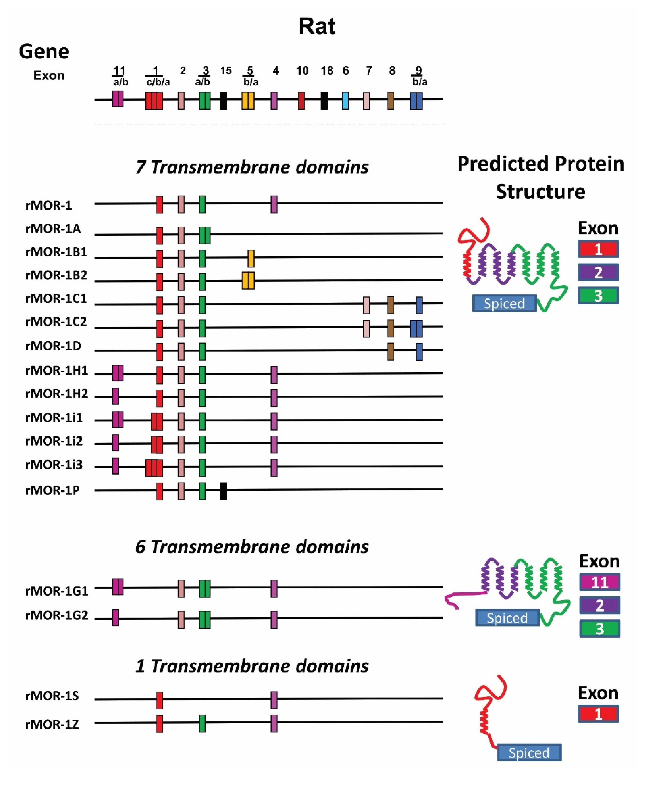 Biomolecules 11 01525 g003 Biomolecules 11 01525 g003
