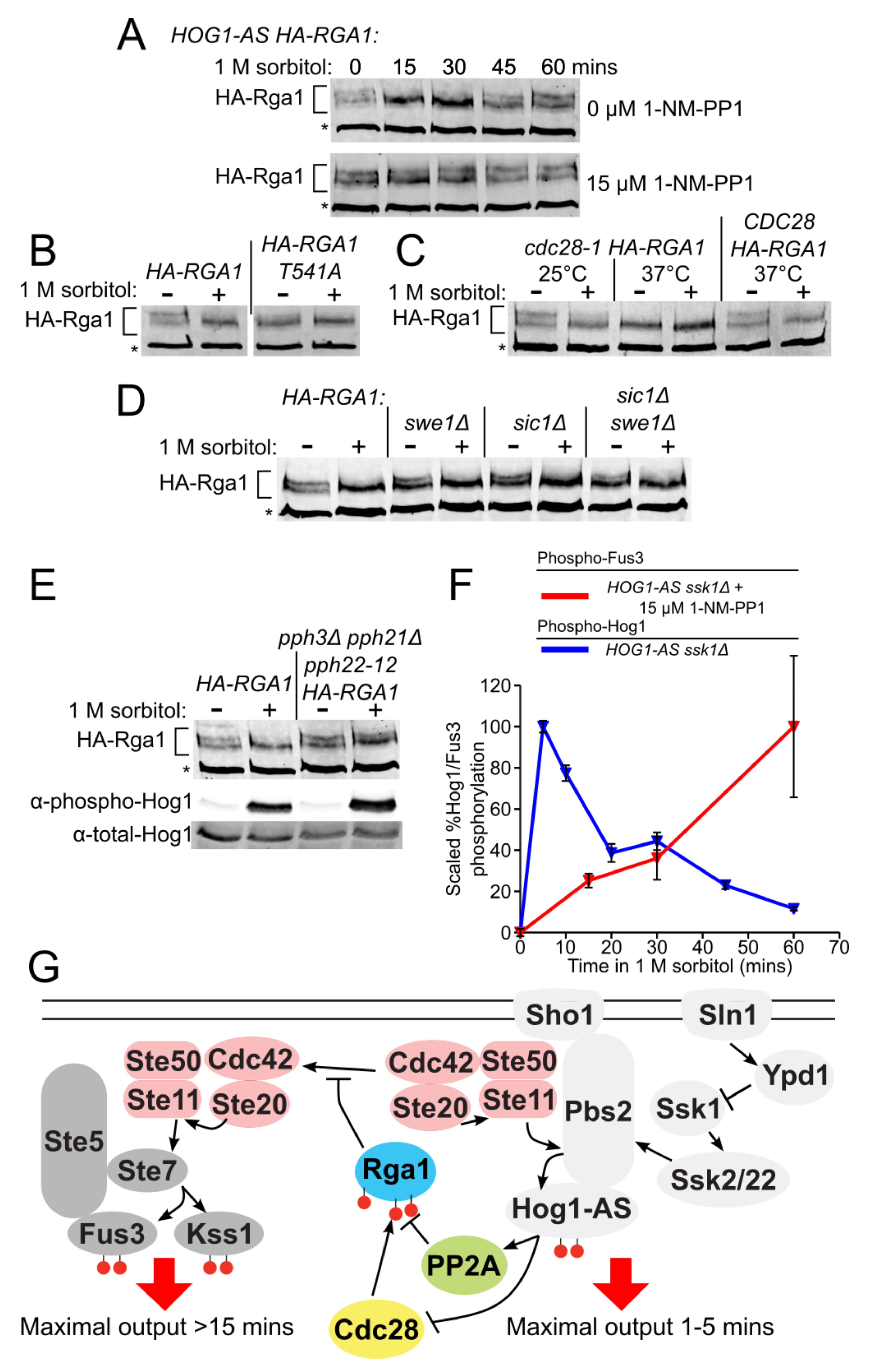 Biomolecules 11 01530 g006