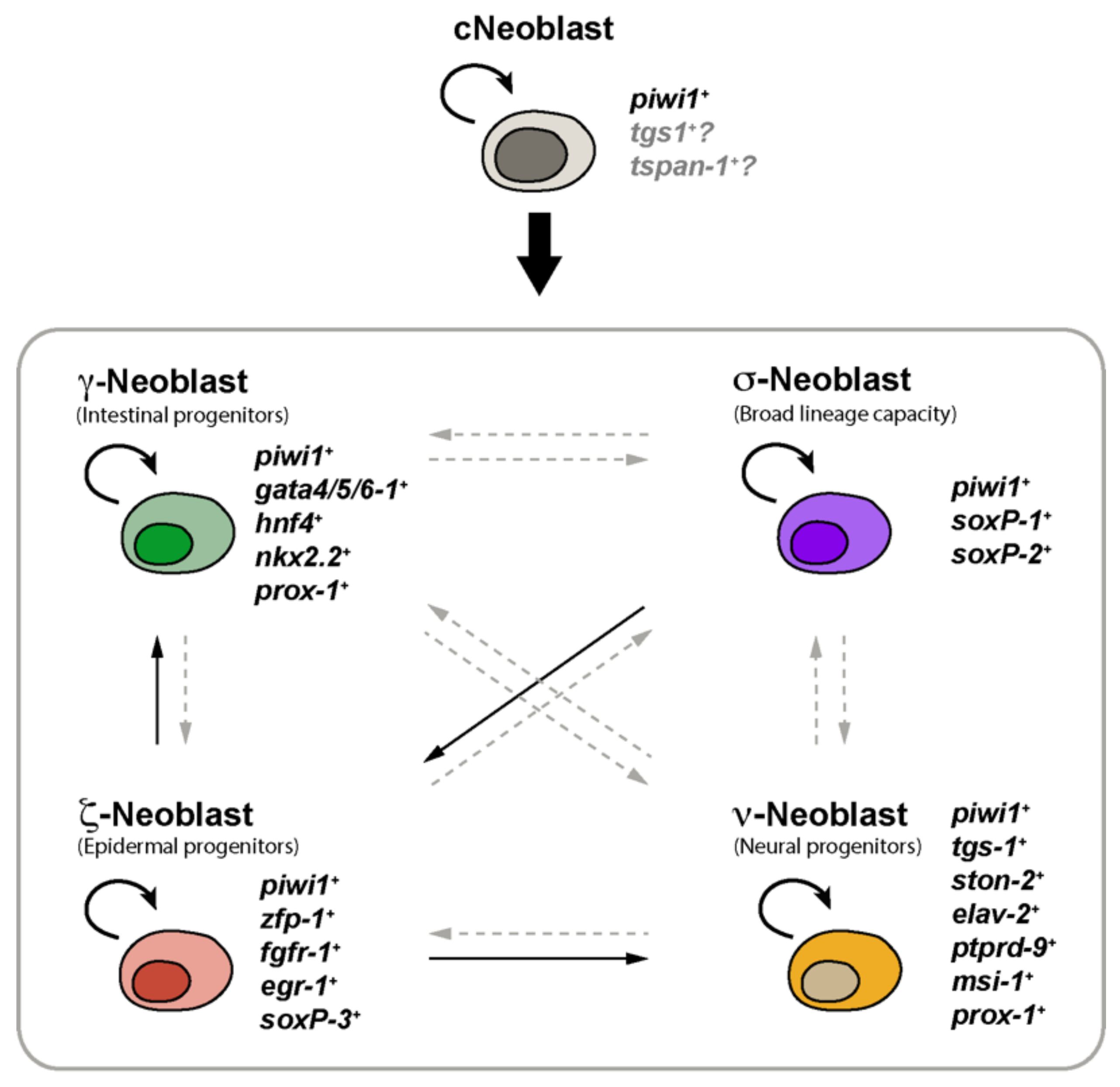 Biomolecules 11 01532 g001