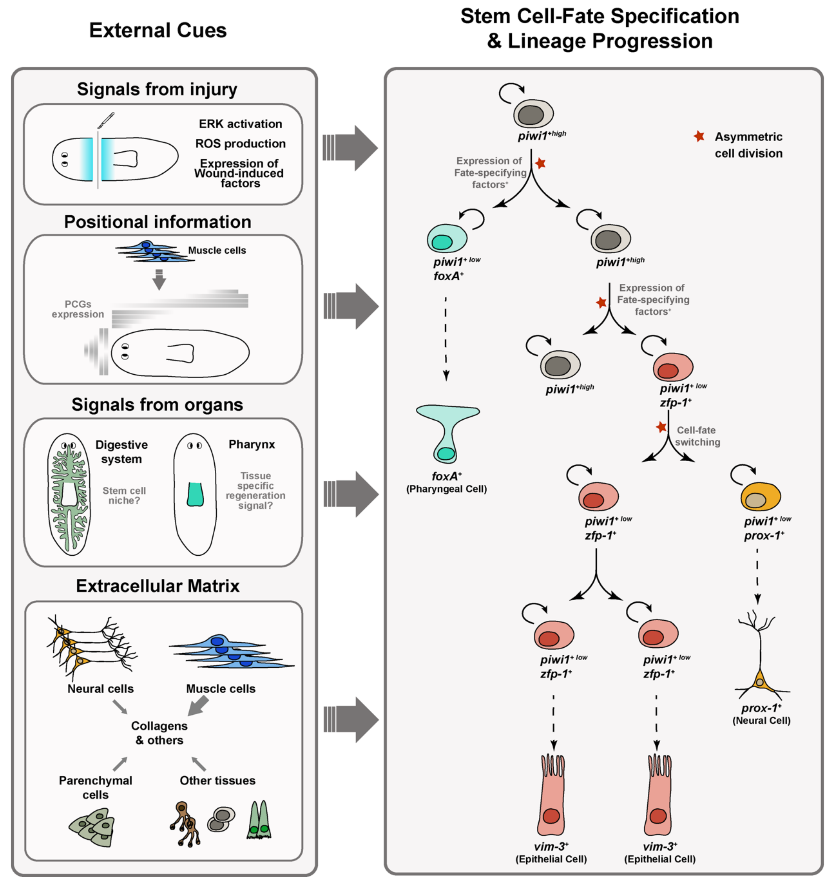 Biomolecules 11 01532 g002