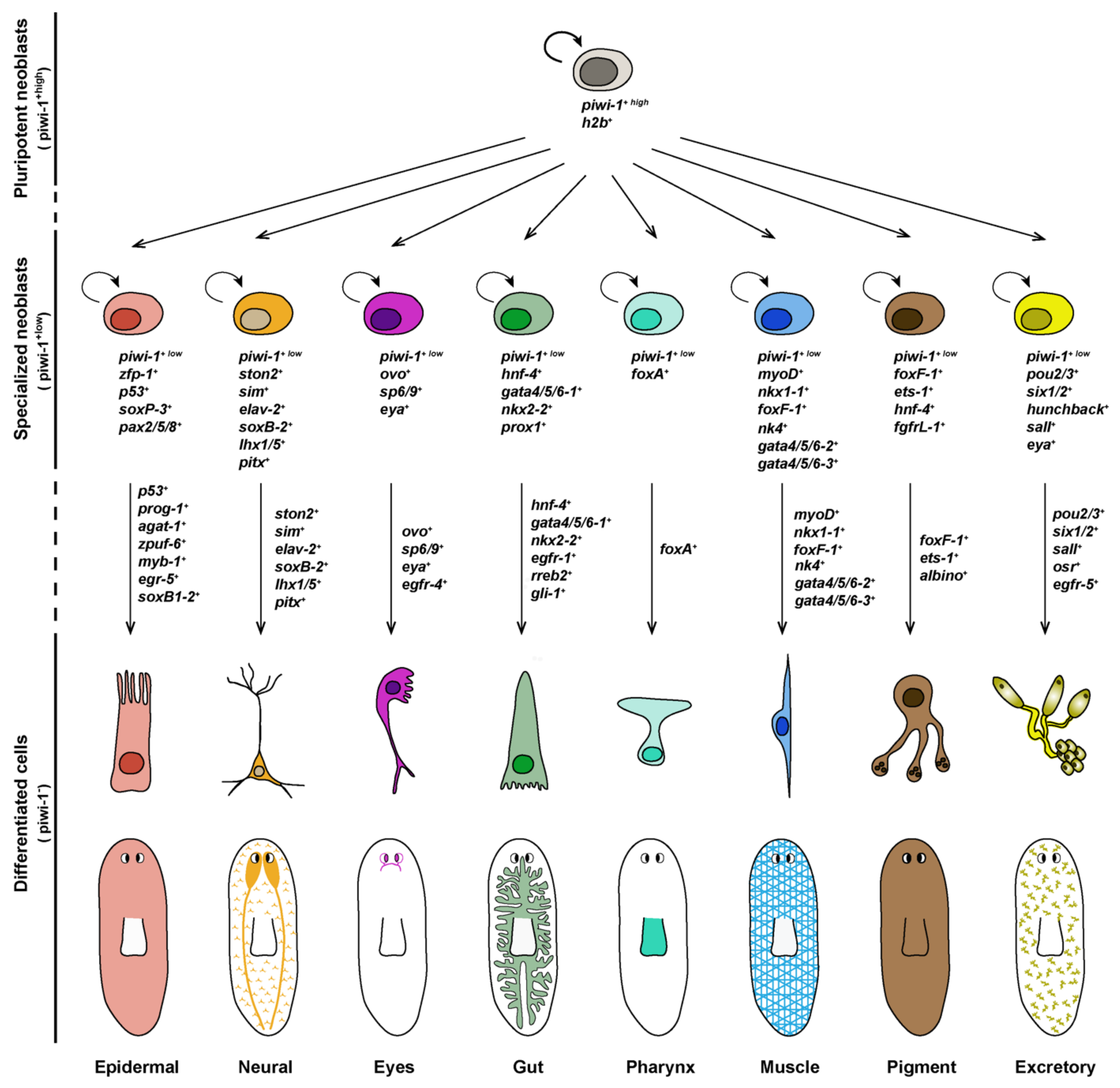 Biomolecules 11 01532 g003