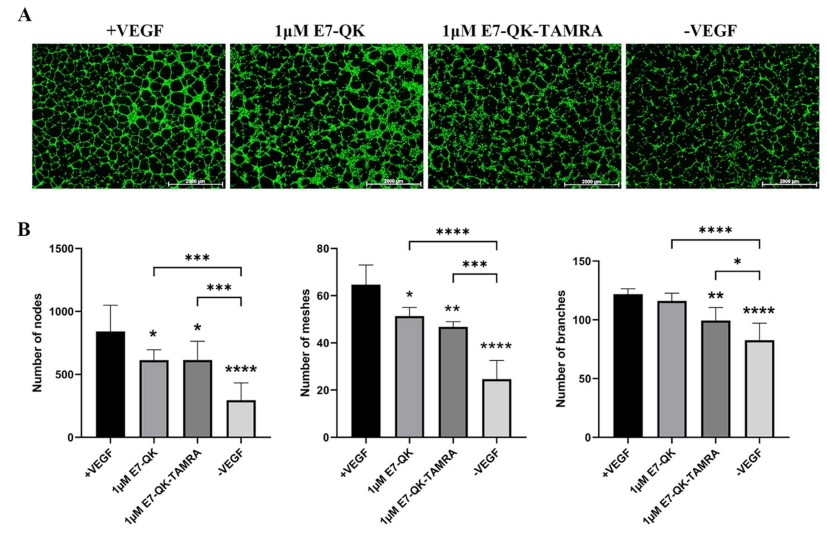 Biomolecules 11 01538 g005