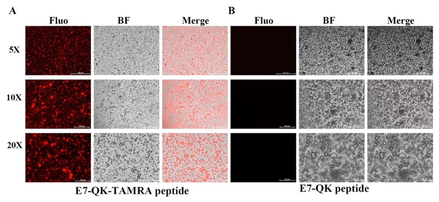 Biomolecules 11 01538 g006