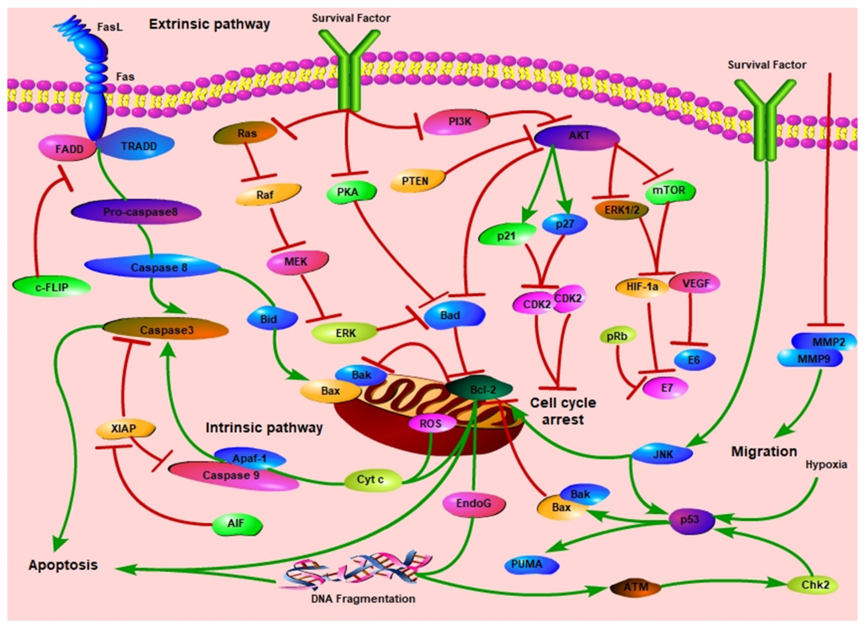 Biomolecules 11 01539 g006