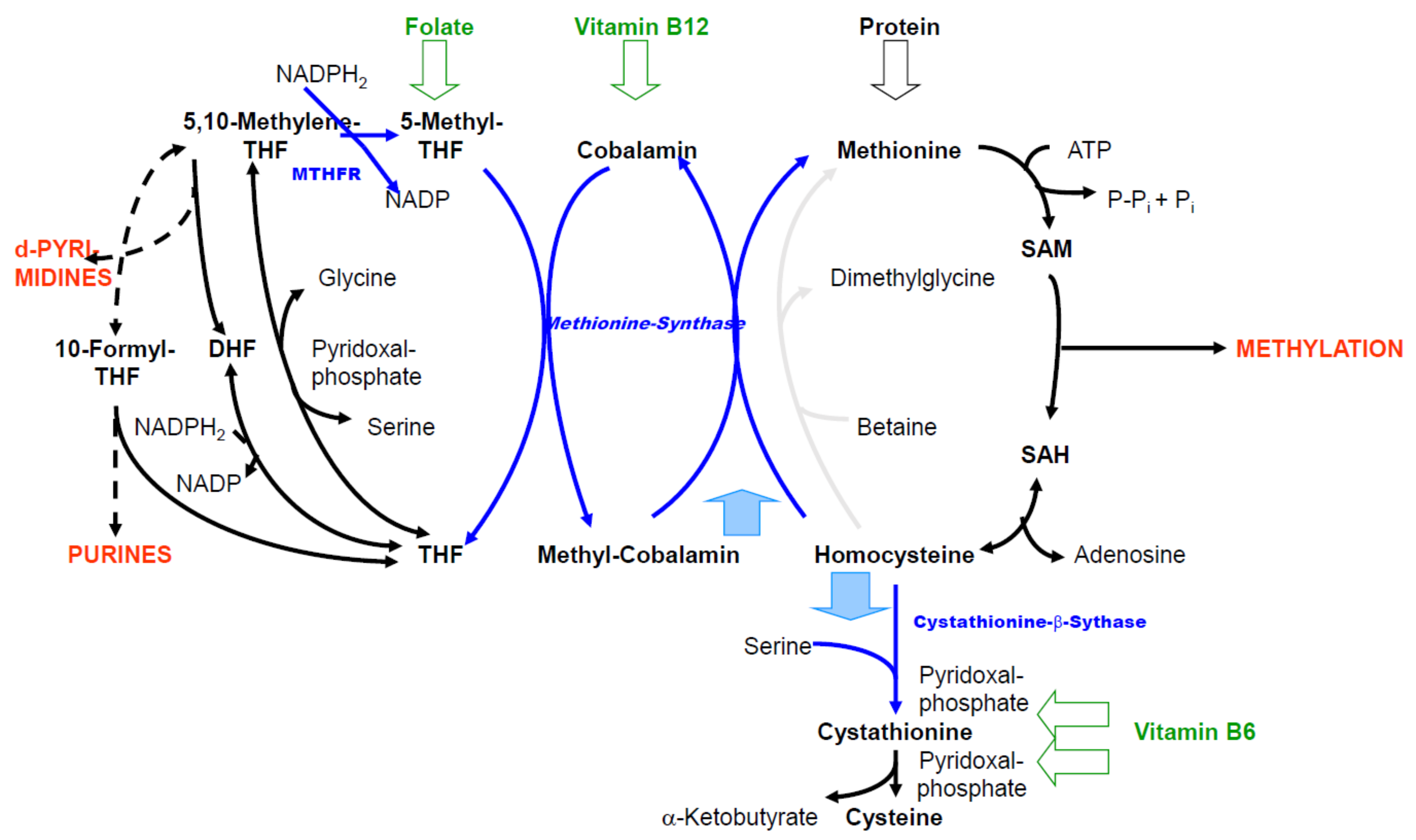 Biomolecules 11 01546 g001