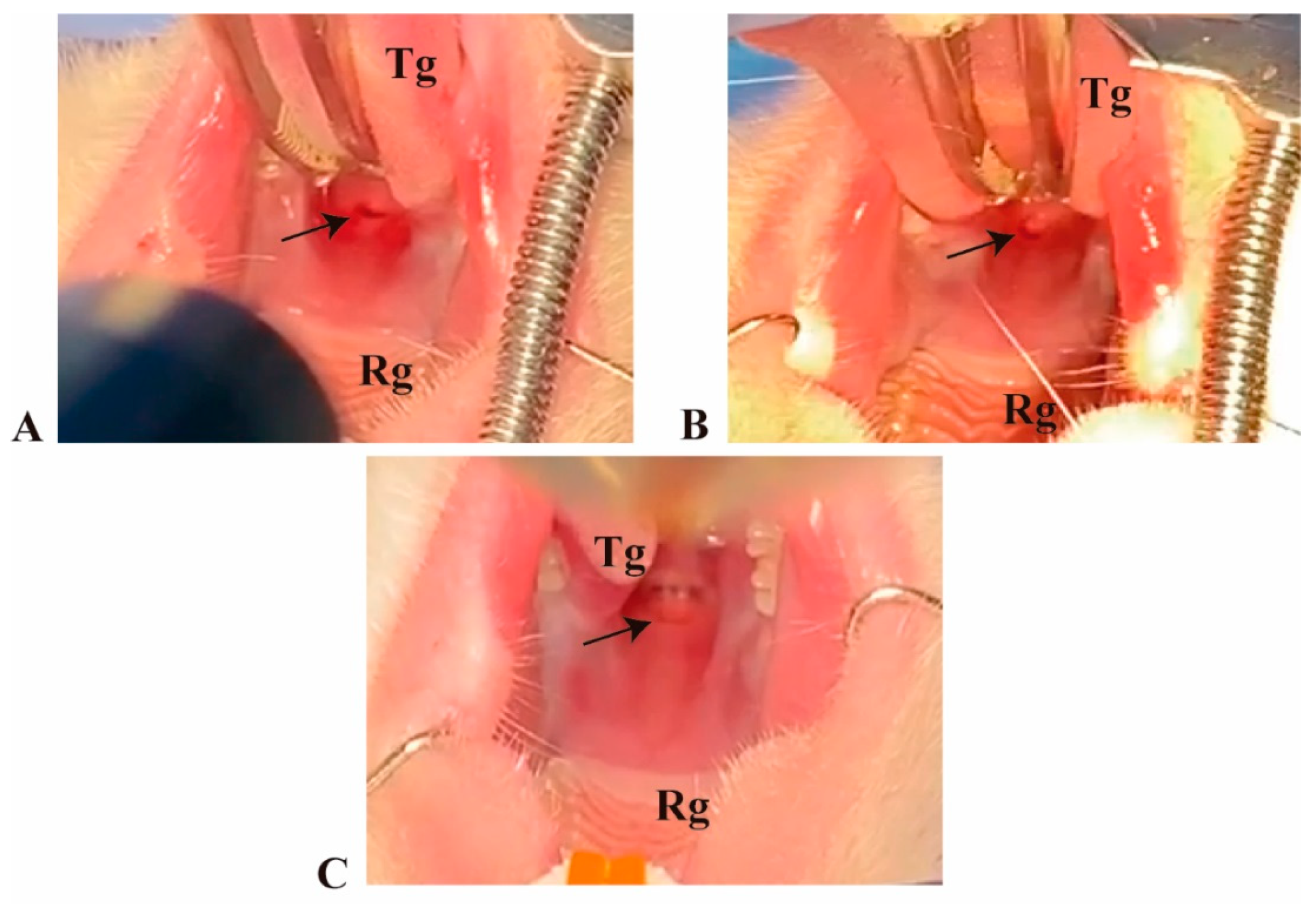 Biomolecules 11 01547 g002