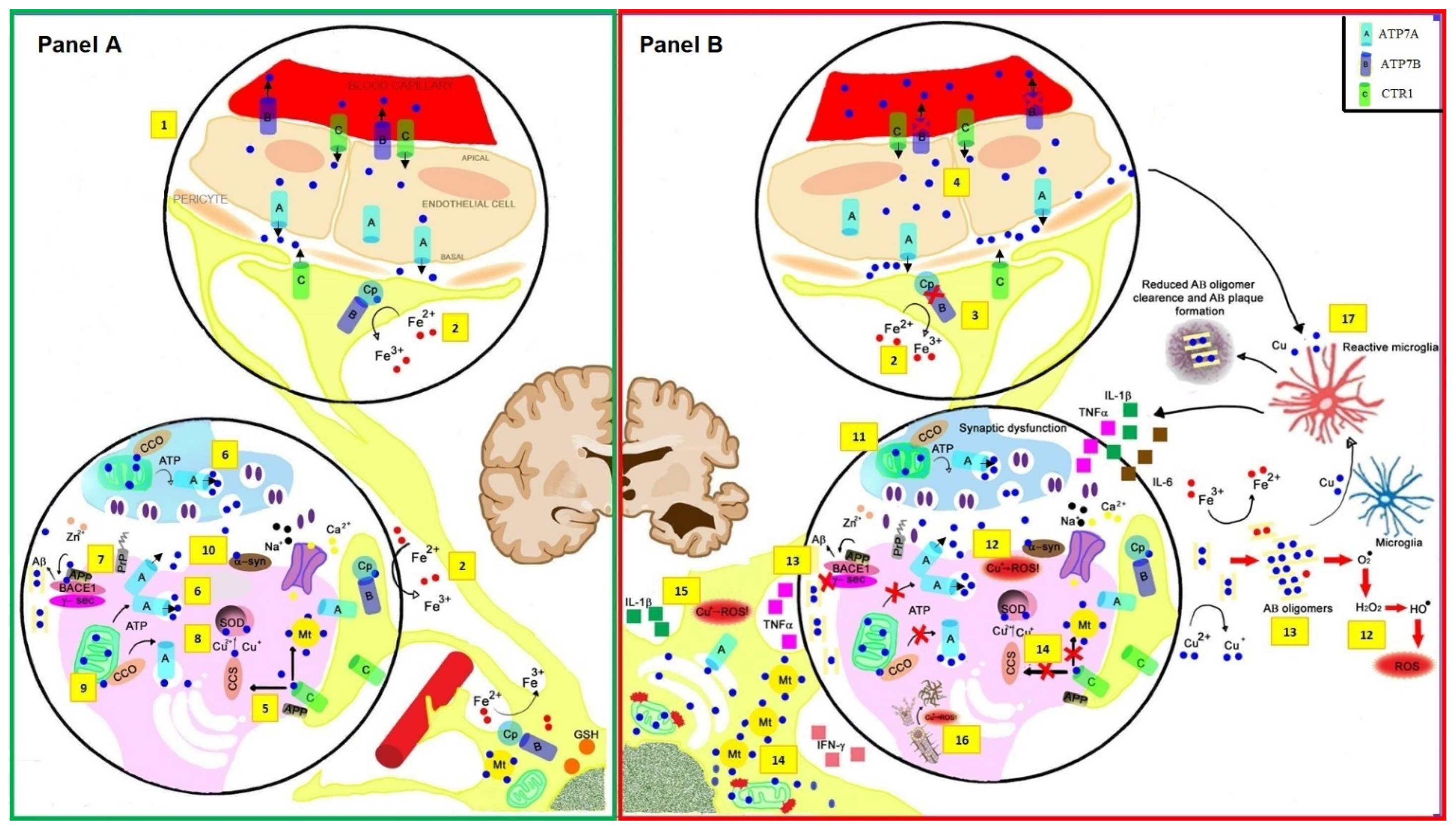 Biomolecules 11 01598 g001
