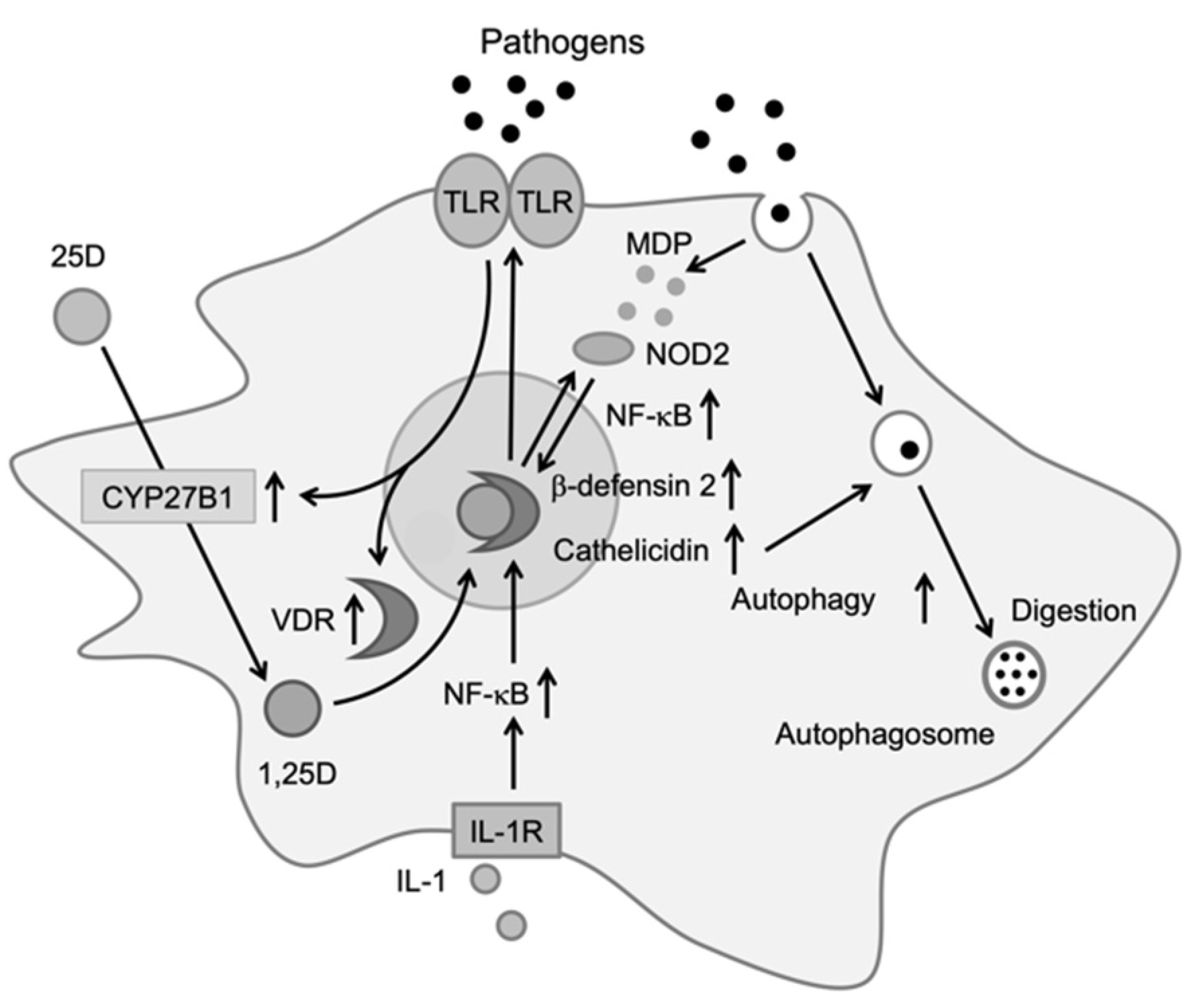 Biomolecules 11 01624 g001