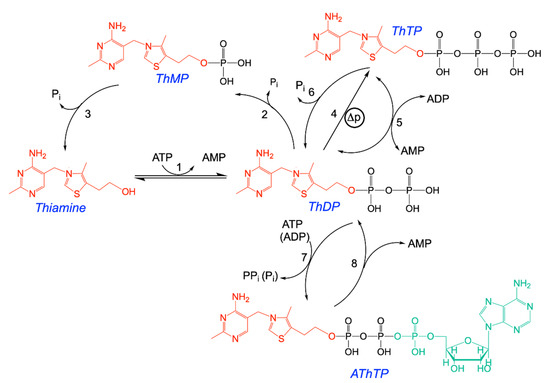 Biomolecules 11 01645 g001