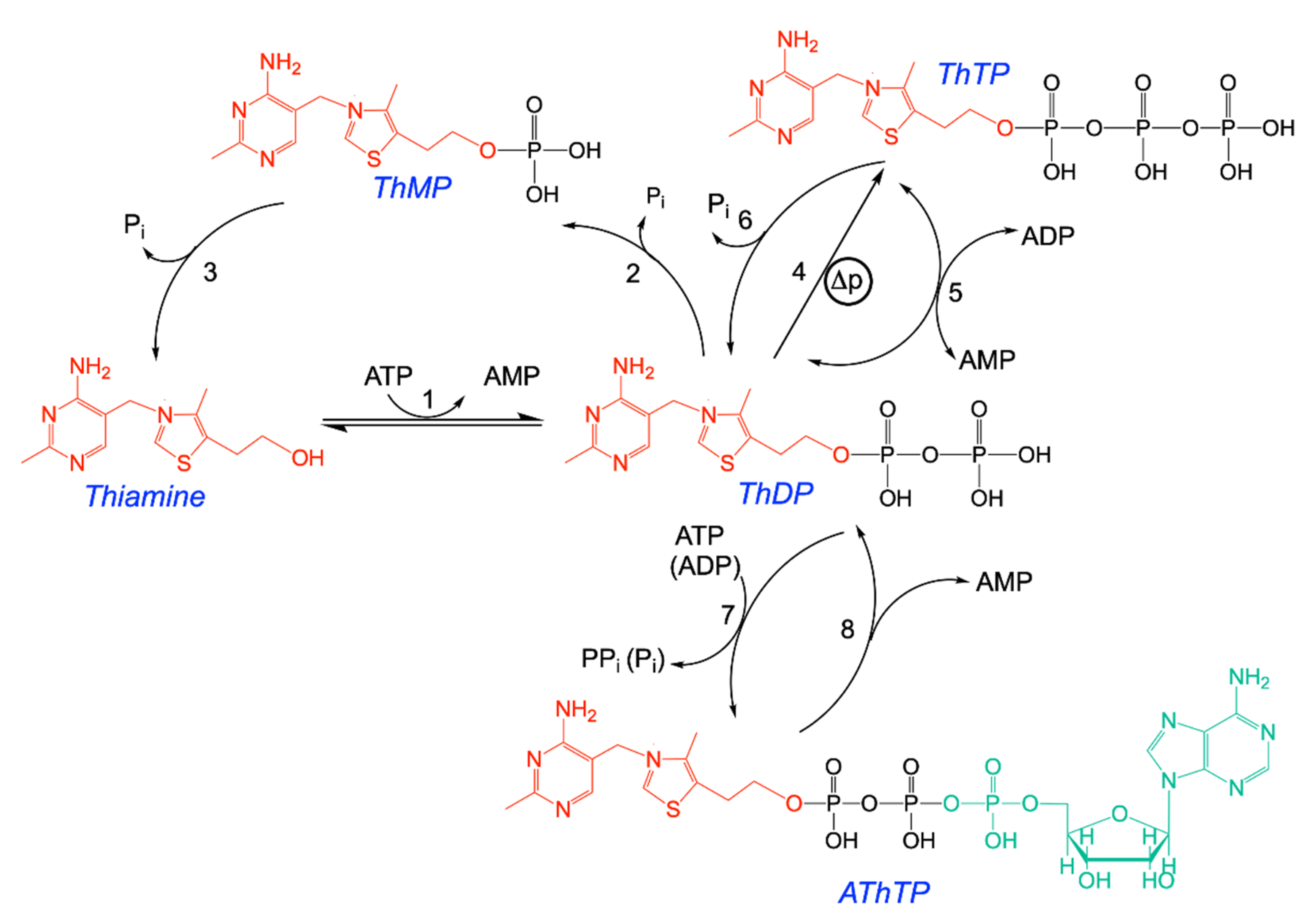 Biomolecules 11 01645 g001