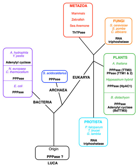 Biomolecules 11 01645 g004