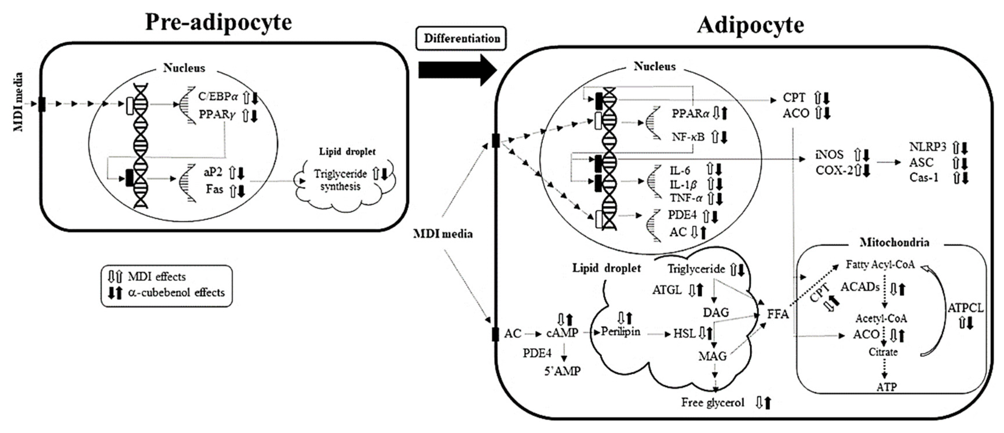 Biomolecules 11 01650 g009