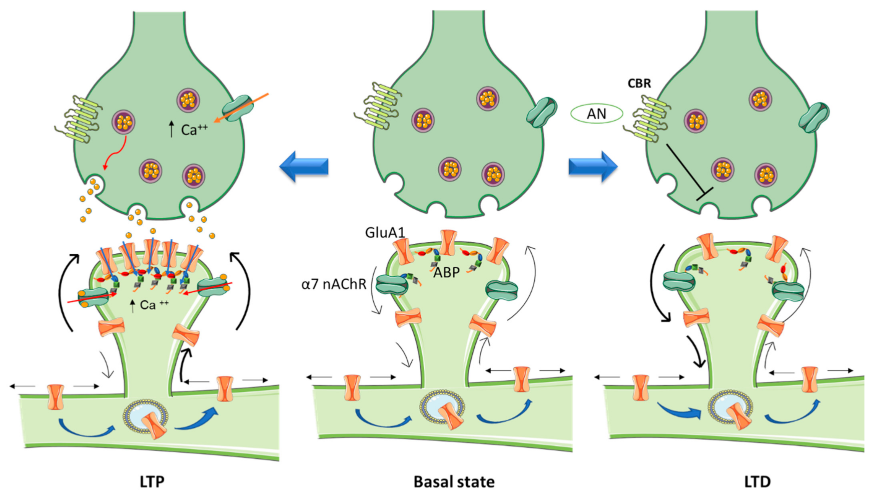 Biomolecules 11 01697 g001