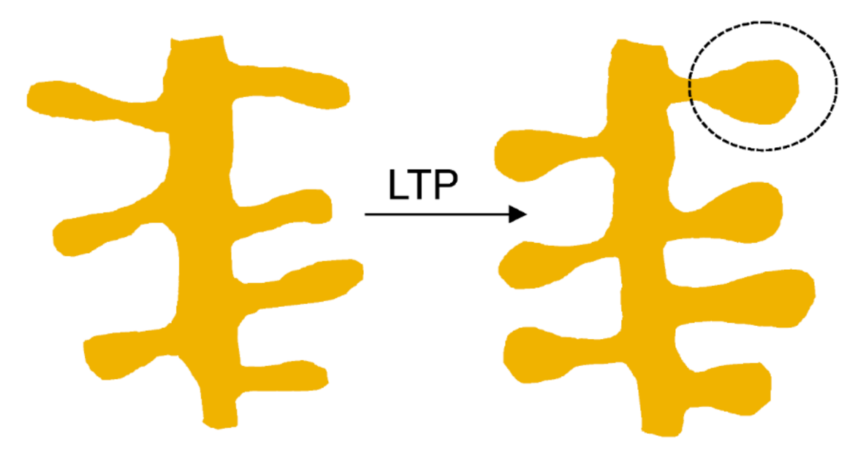 Biomolecules 11 01697 g002