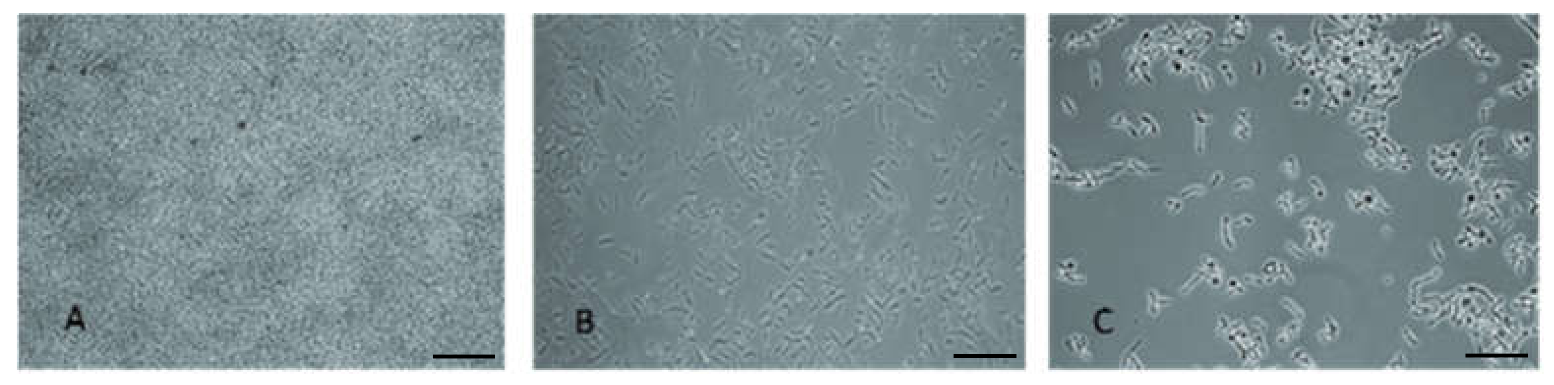 Biomolecules 11 01727 g003