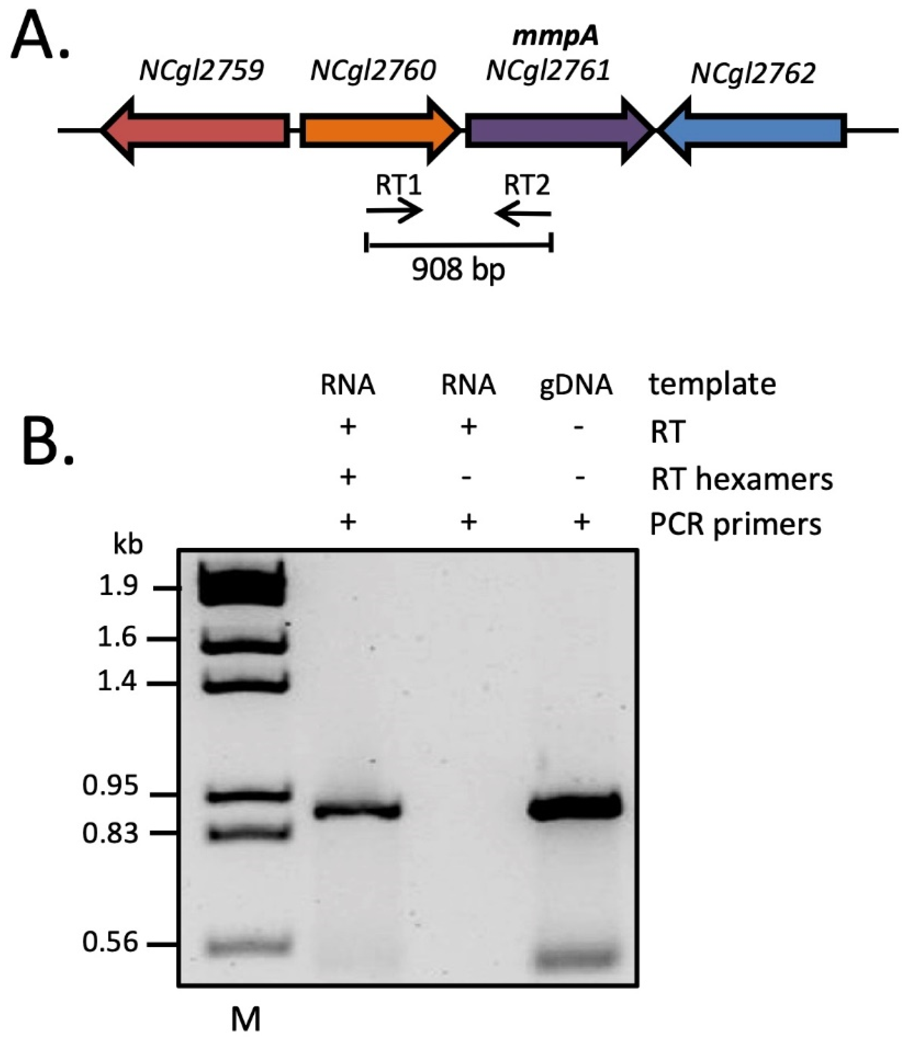Biomolecules 11 01760 g002
