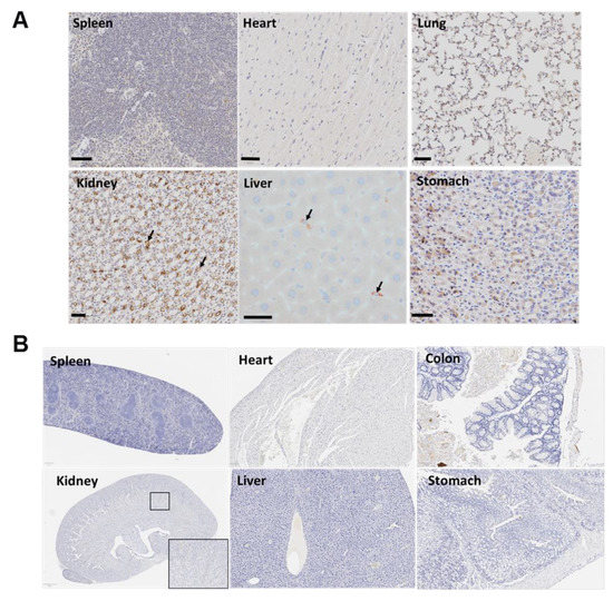 Biomolecules 11 01766 g007 550