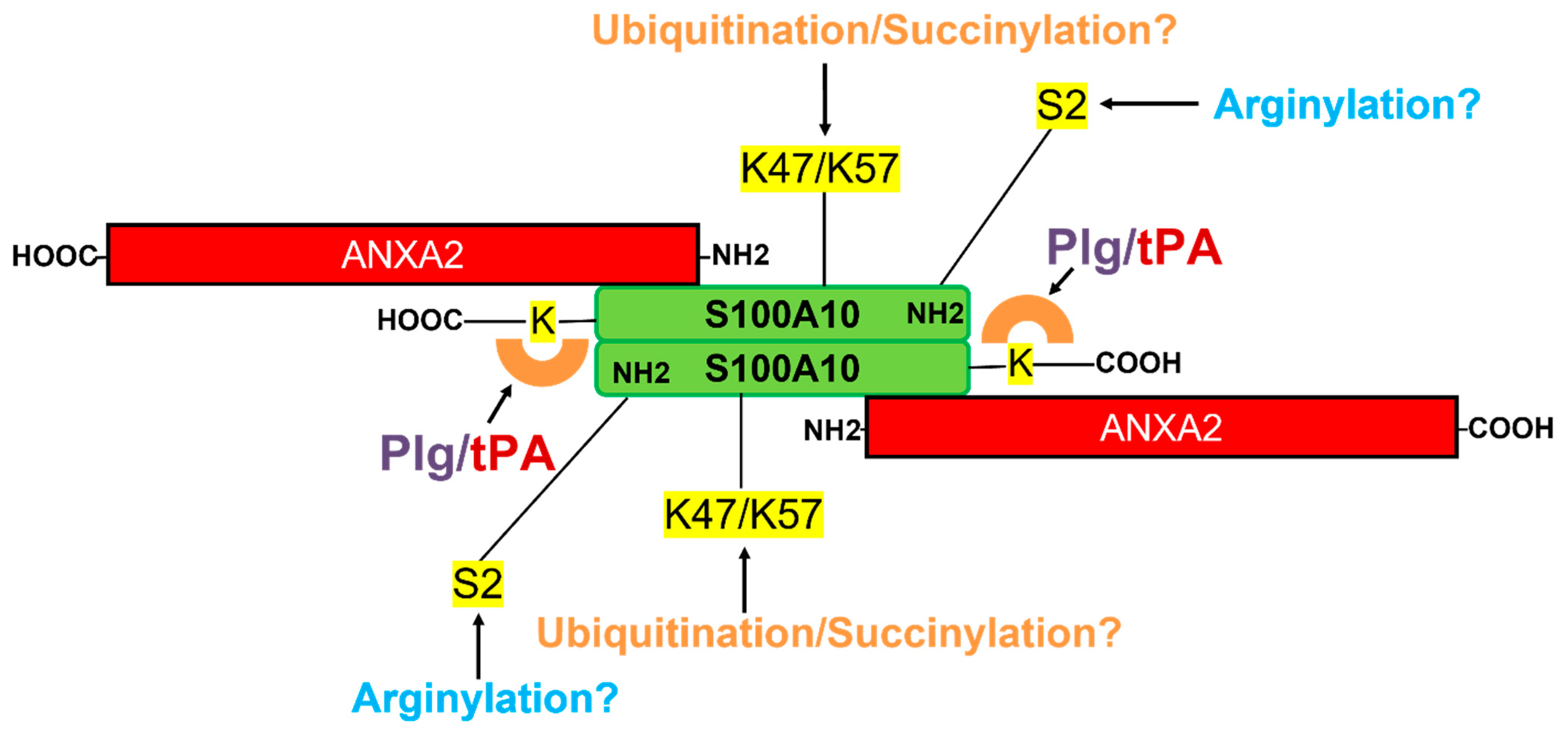 Biomolecules 11 01772 g004 Biomolecules 11 01772 g004