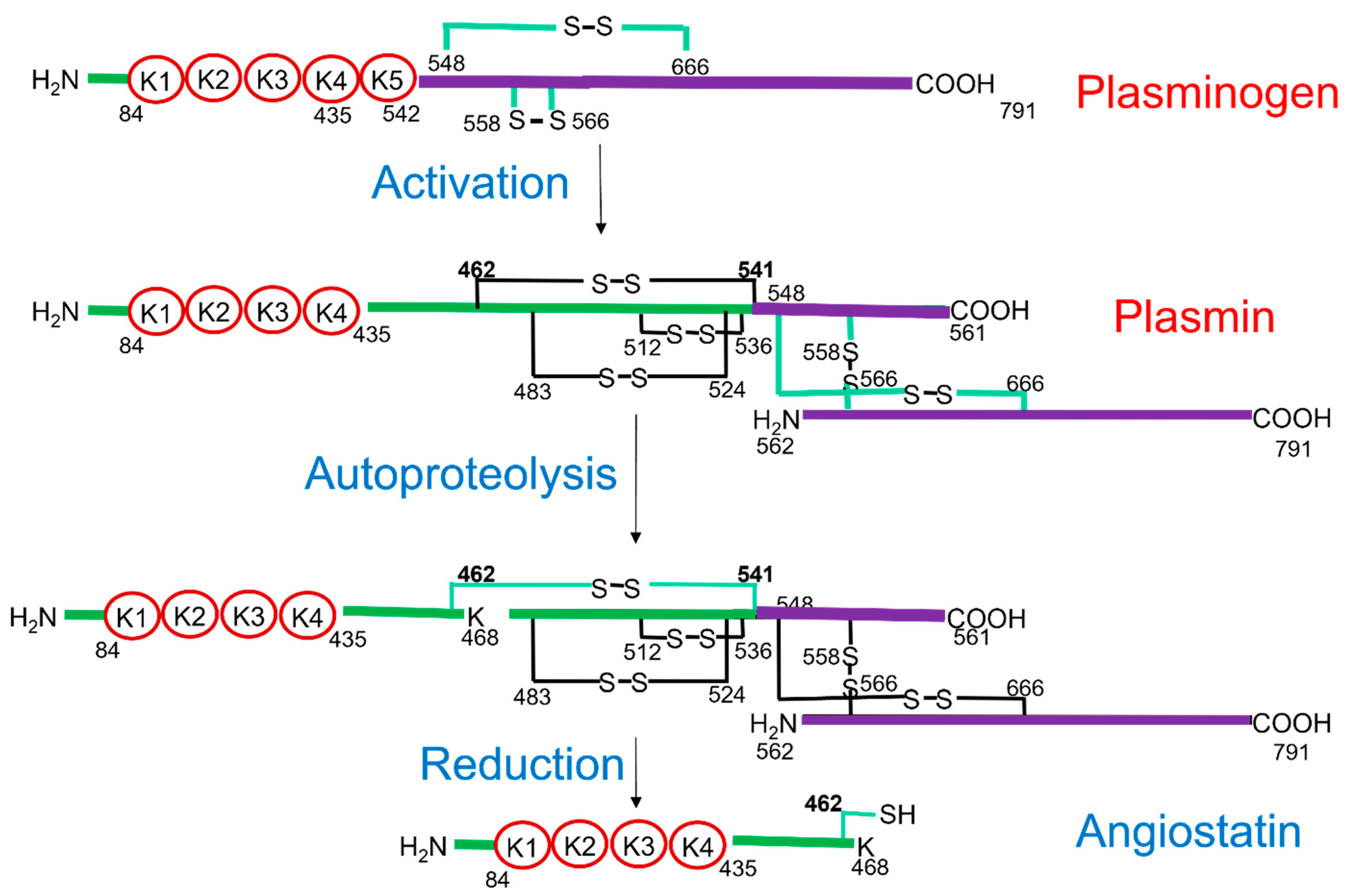 Biomolecules 11 01772 g005 Biomolecules 11 01772 g005