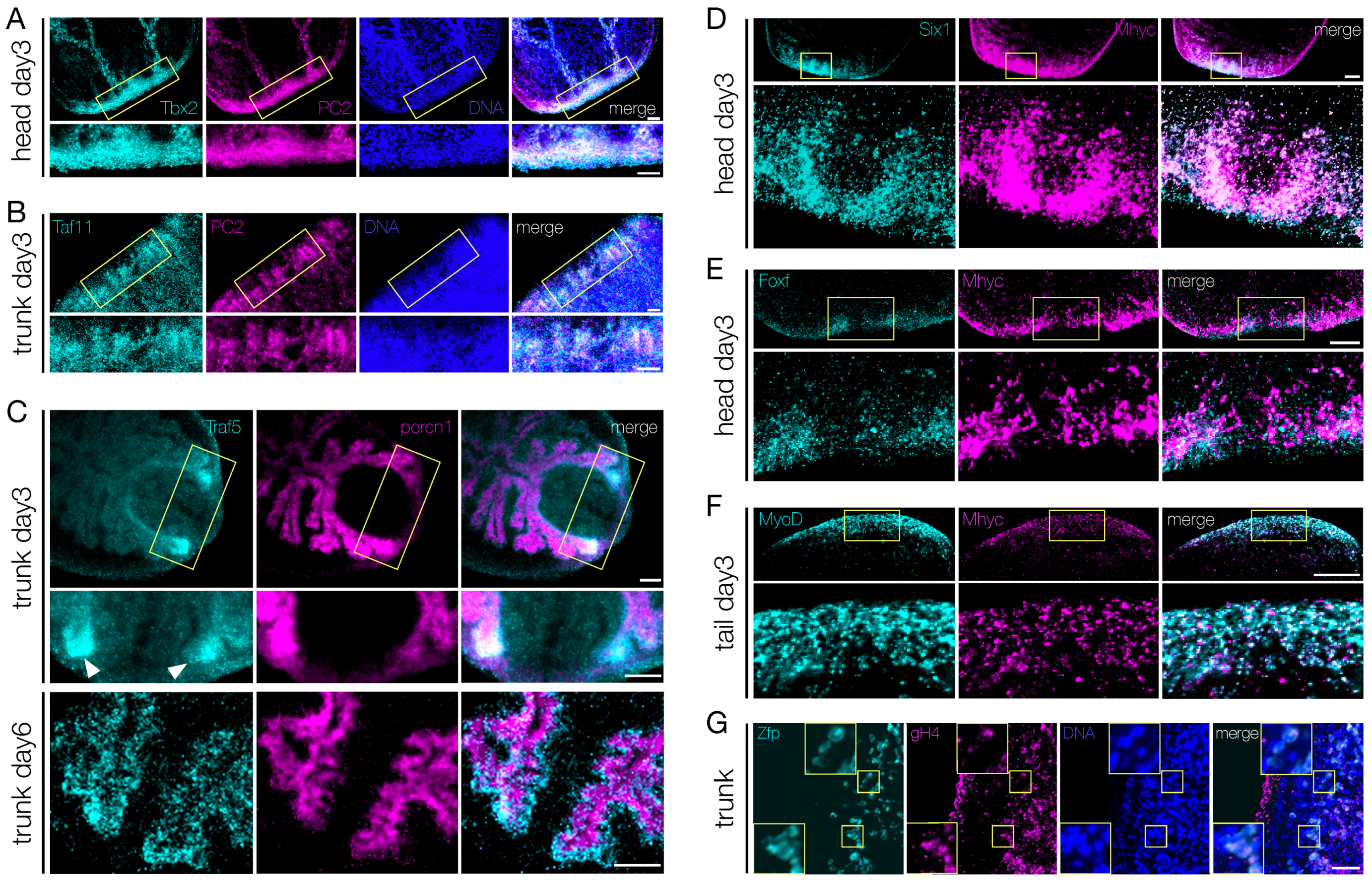 Biomolecules 11 01782 g007 Biomolecules 11 01782 g007