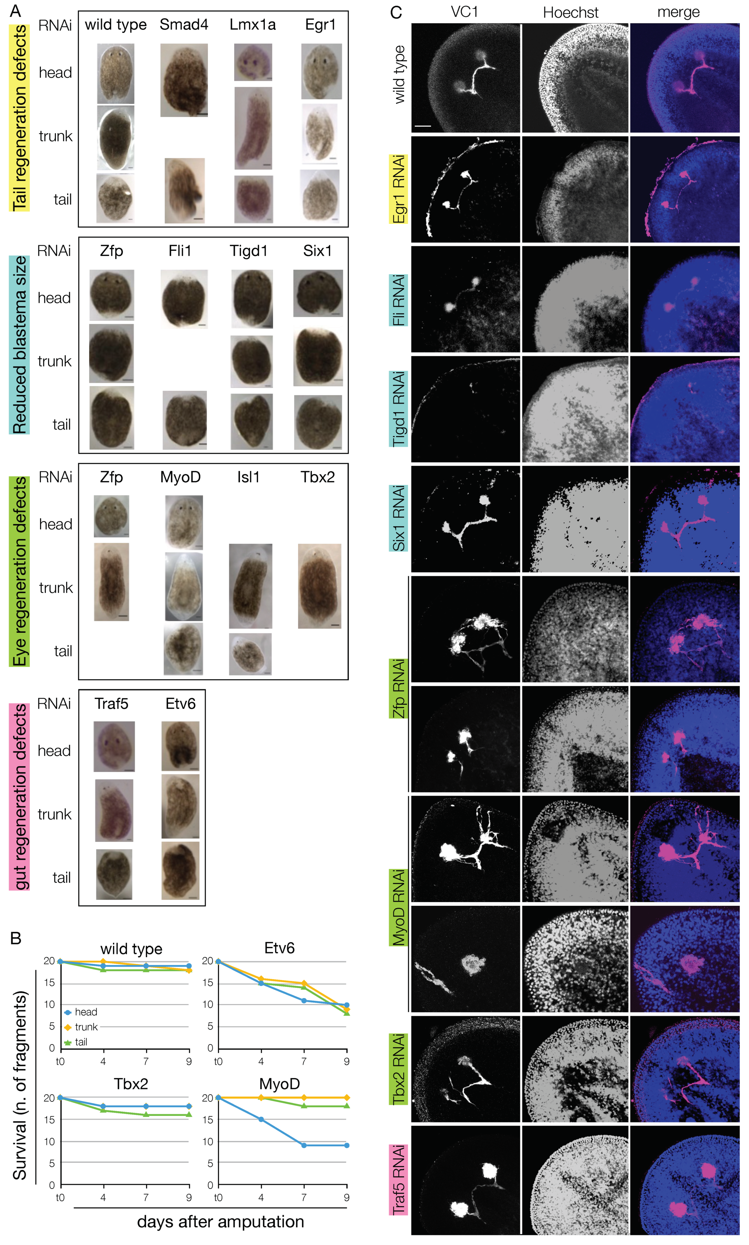 Biomolecules 11 01782 g008 Biomolecules 11 01782 g008