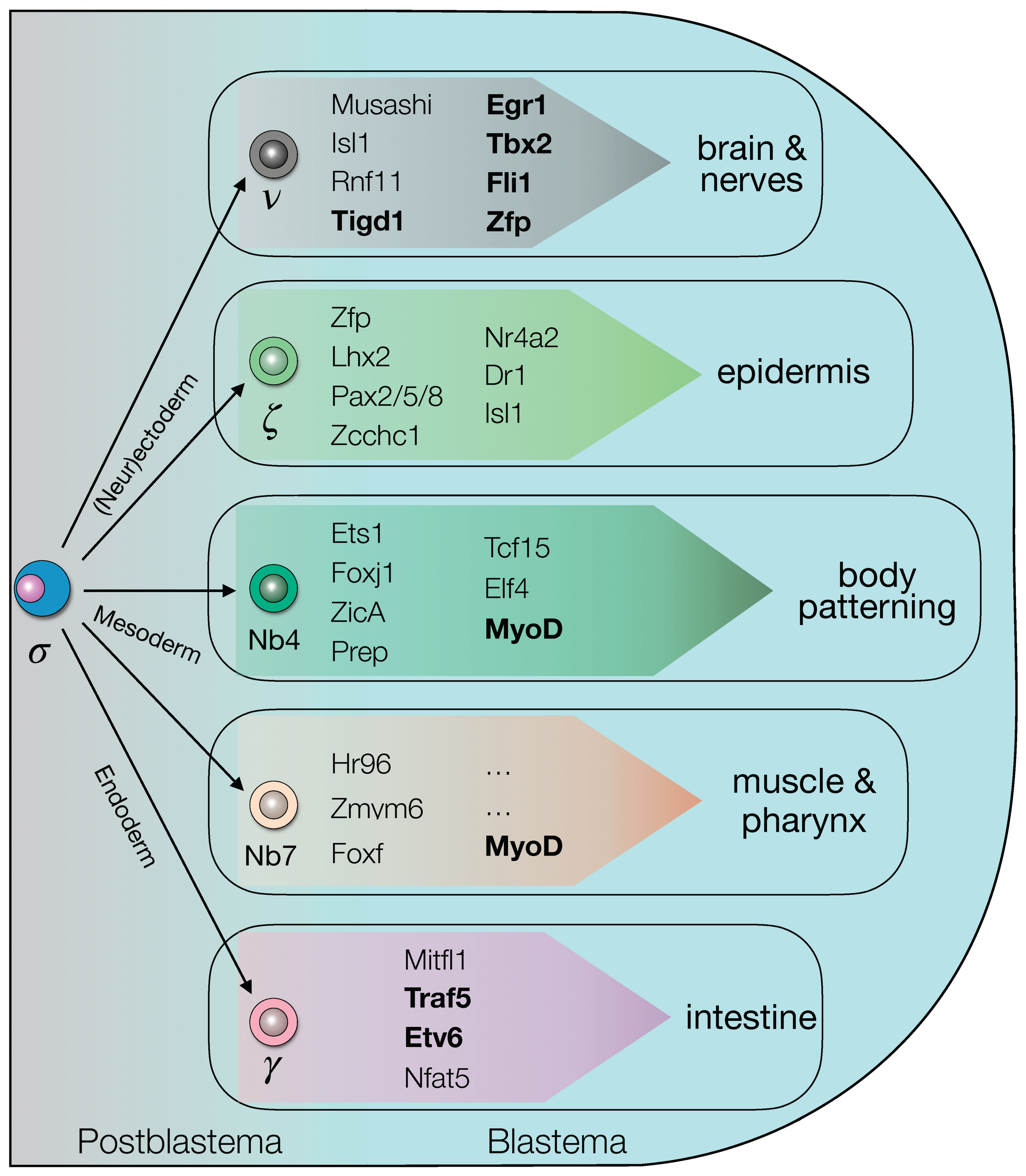 Biomolecules 11 01782 g009 Biomolecules 11 01782 g009