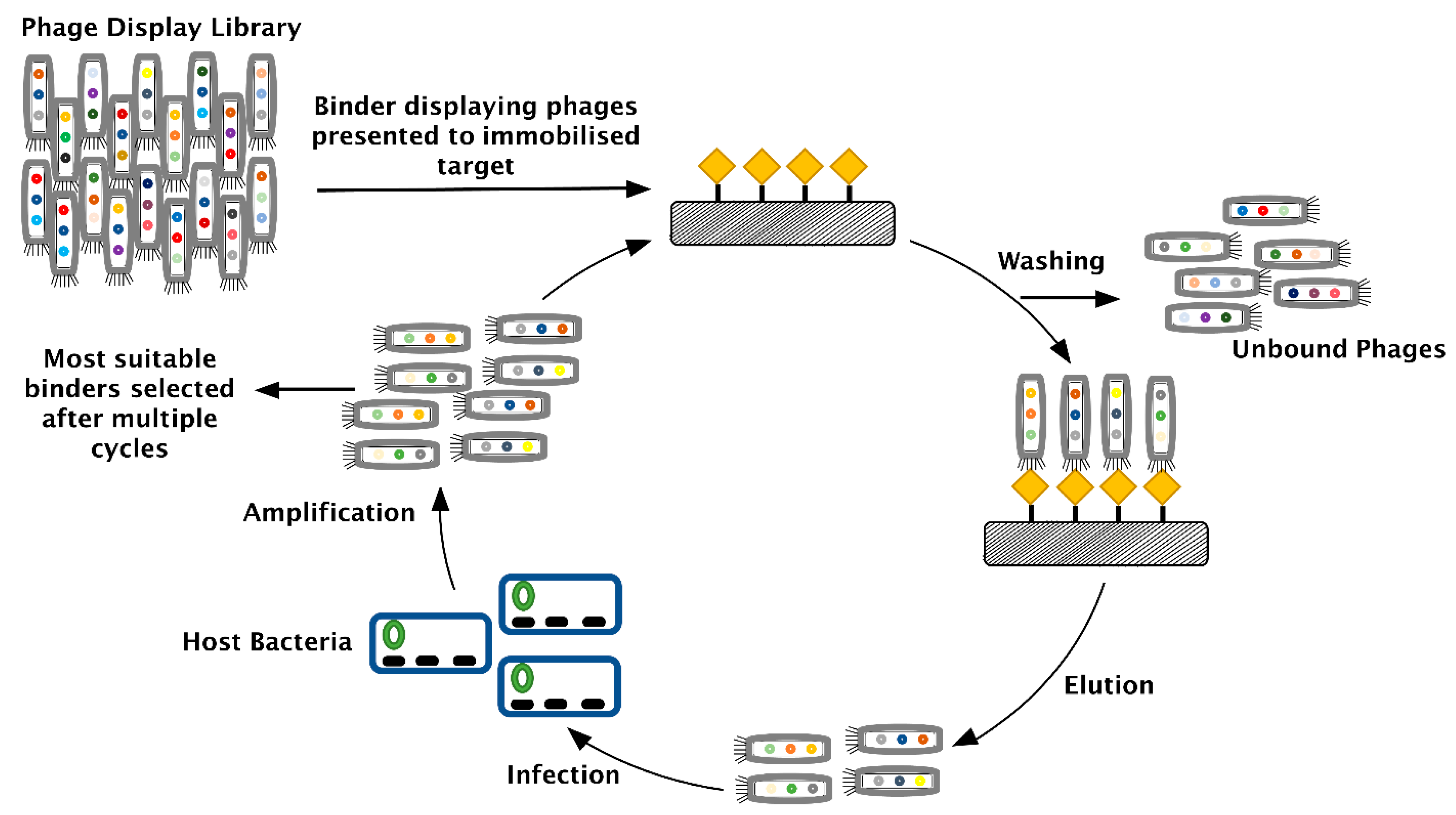 Biomolecules 11 01791 g003