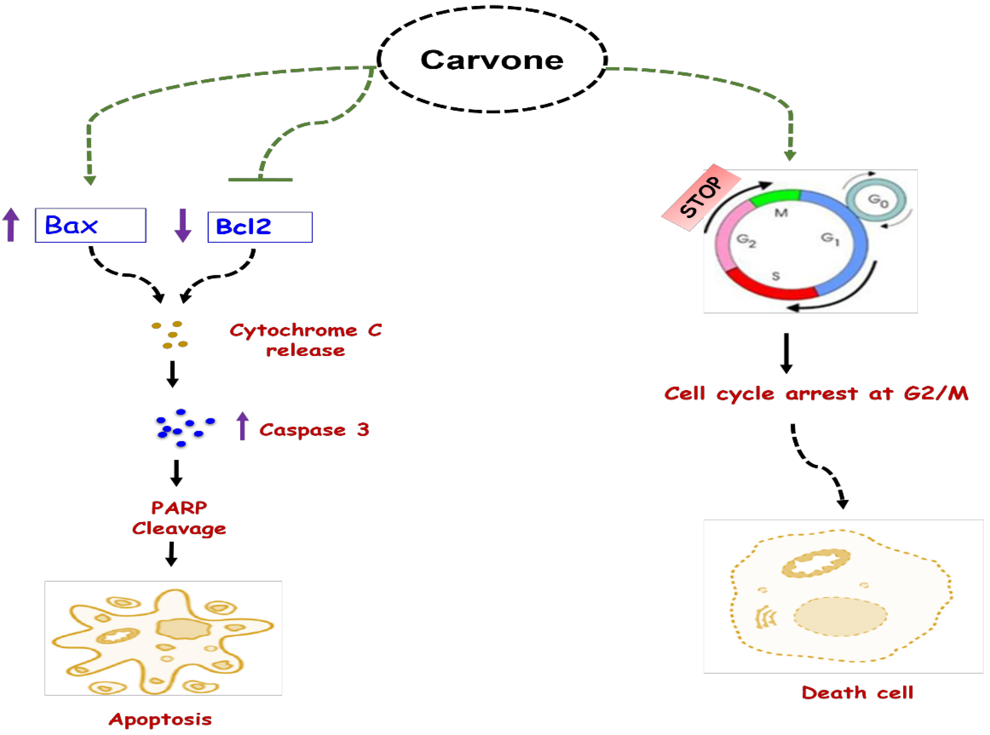 Biomolecules 11 01803 g003