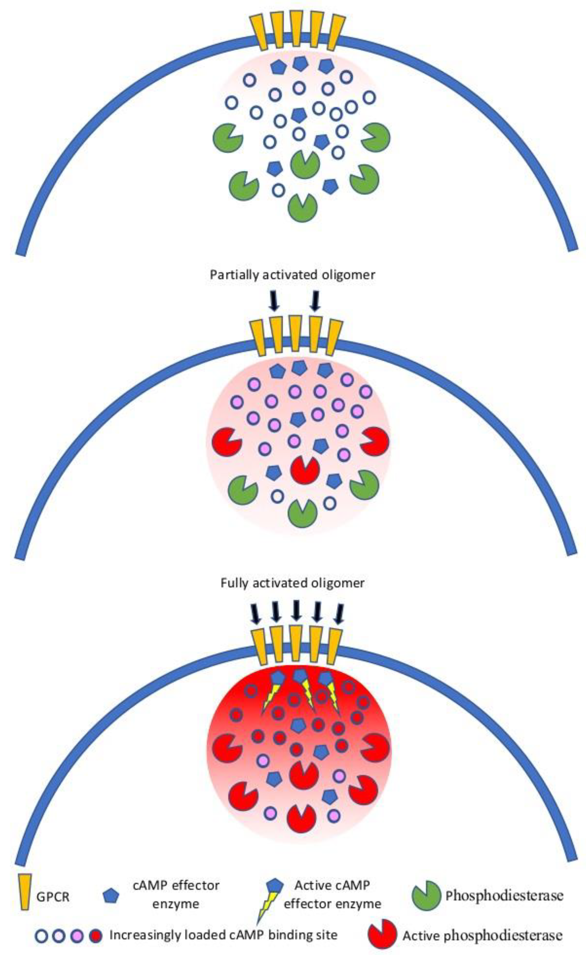 Biomolecules 11 01828 g003