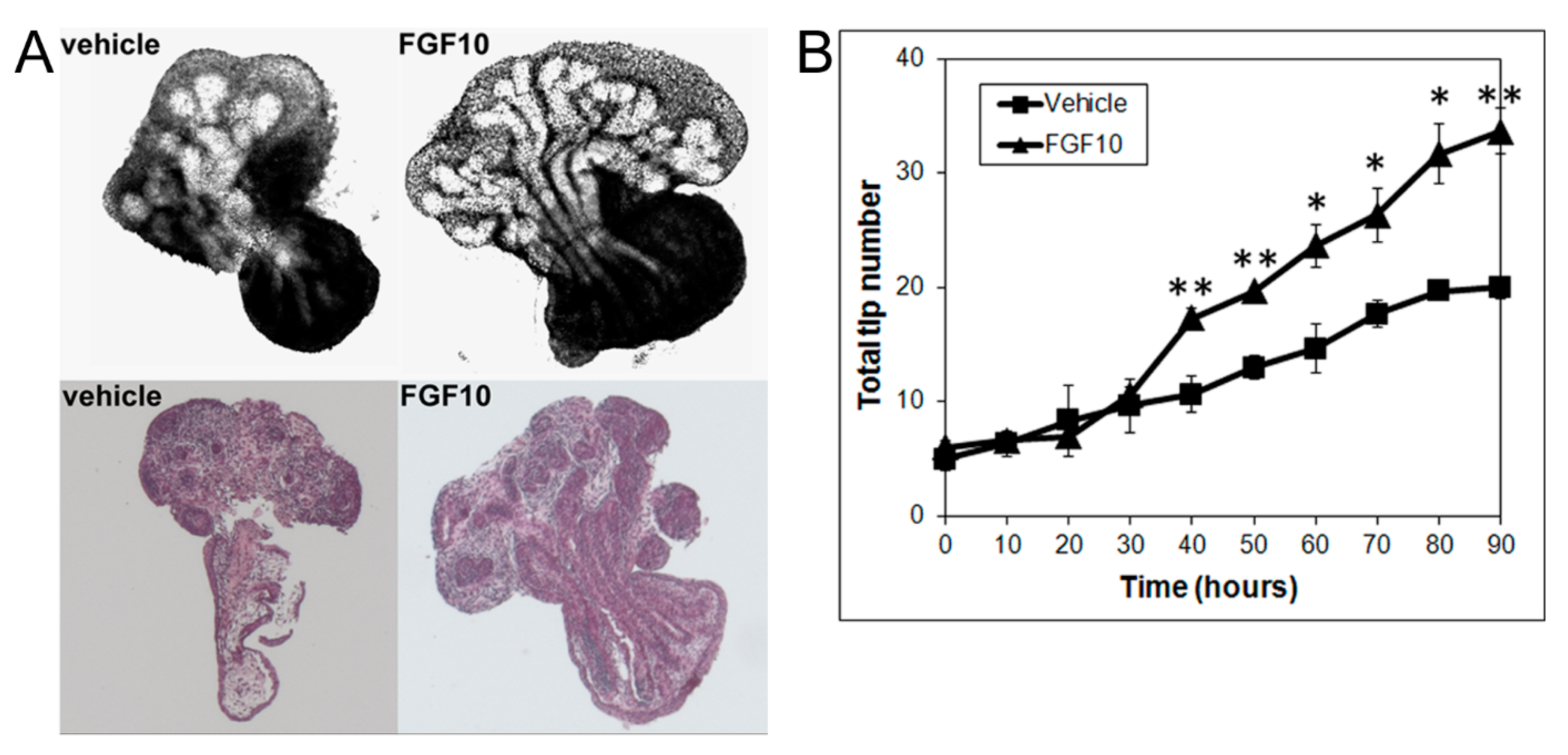 Biomolecules 11 01829 g004 Biomolecules 11 01829 g004