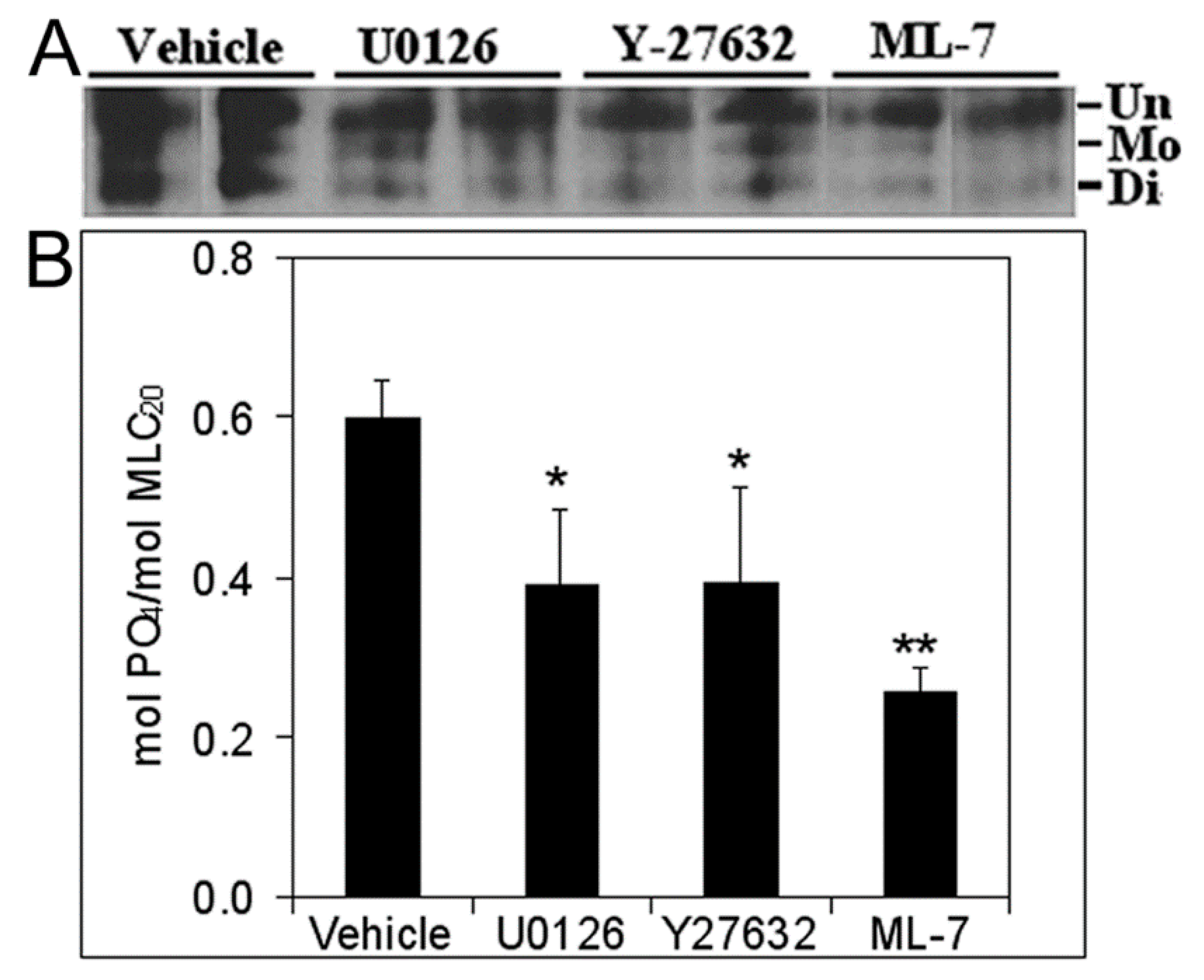 Biomolecules 11 01829 g007 Biomolecules 11 01829 g007
