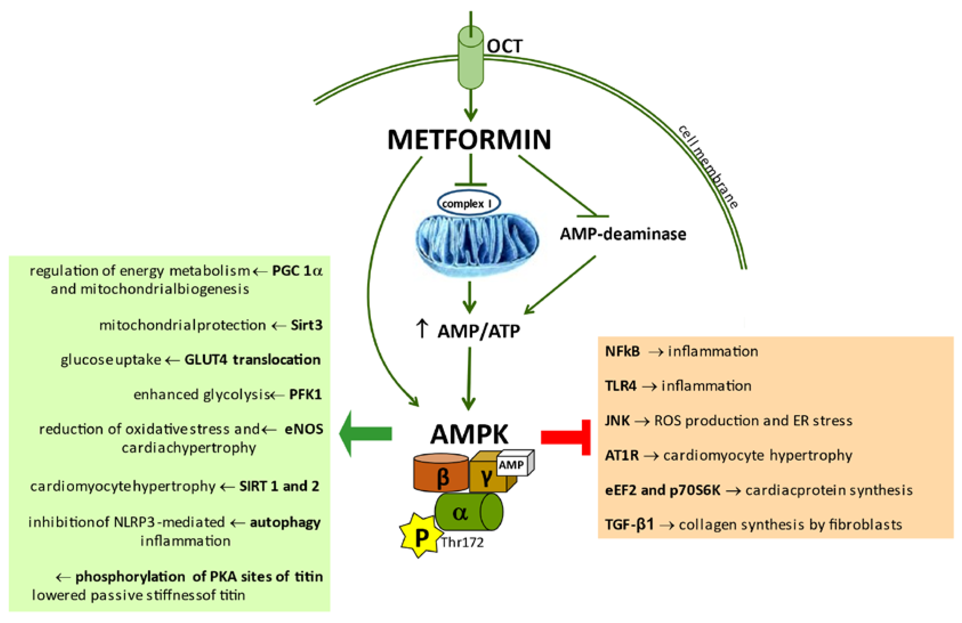 Biomolecules 11 01834 g001