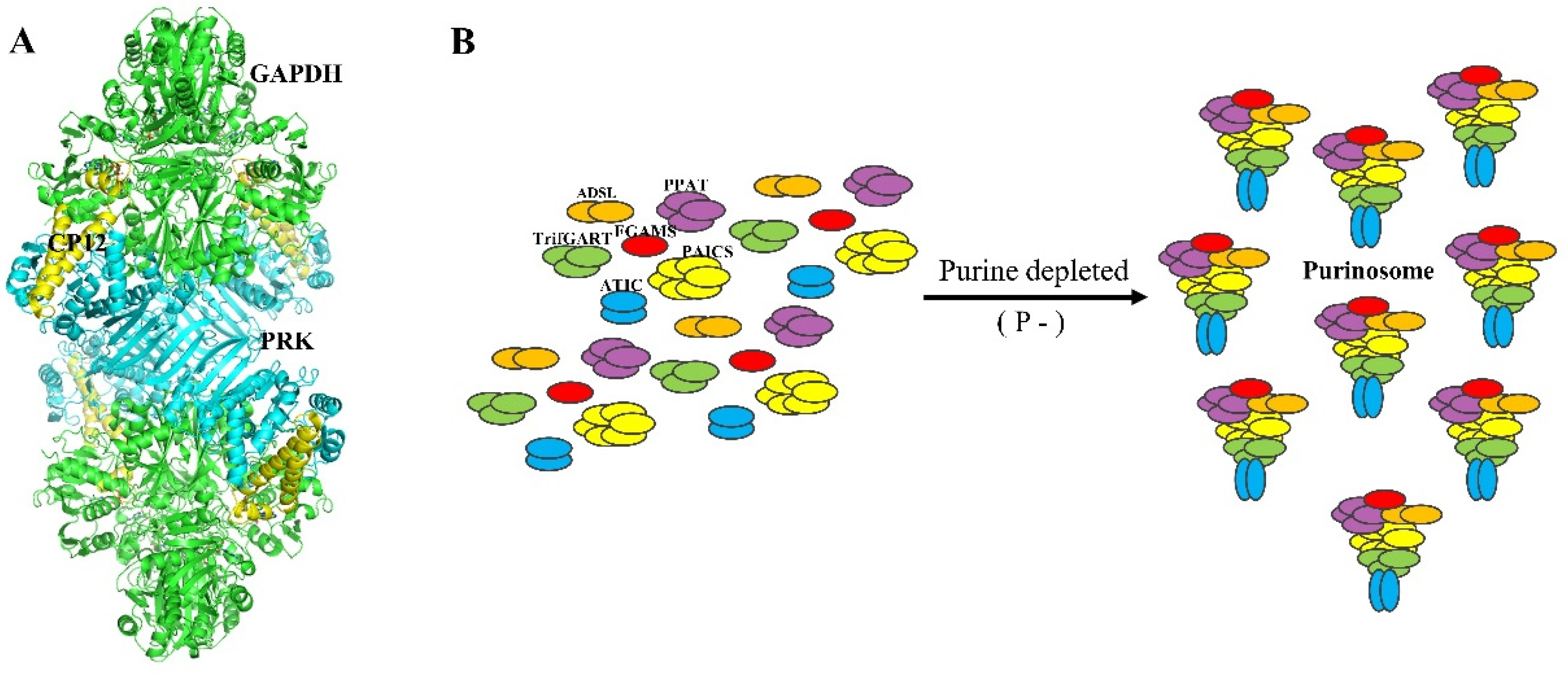 Biomolecules 11 01839 g004