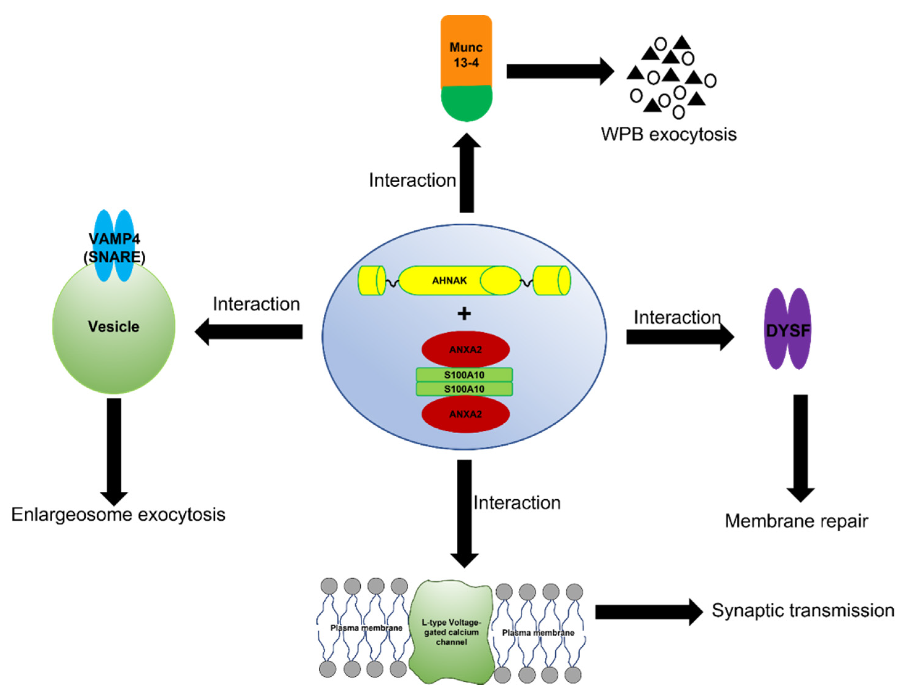 Biomolecules 11 01849 g004