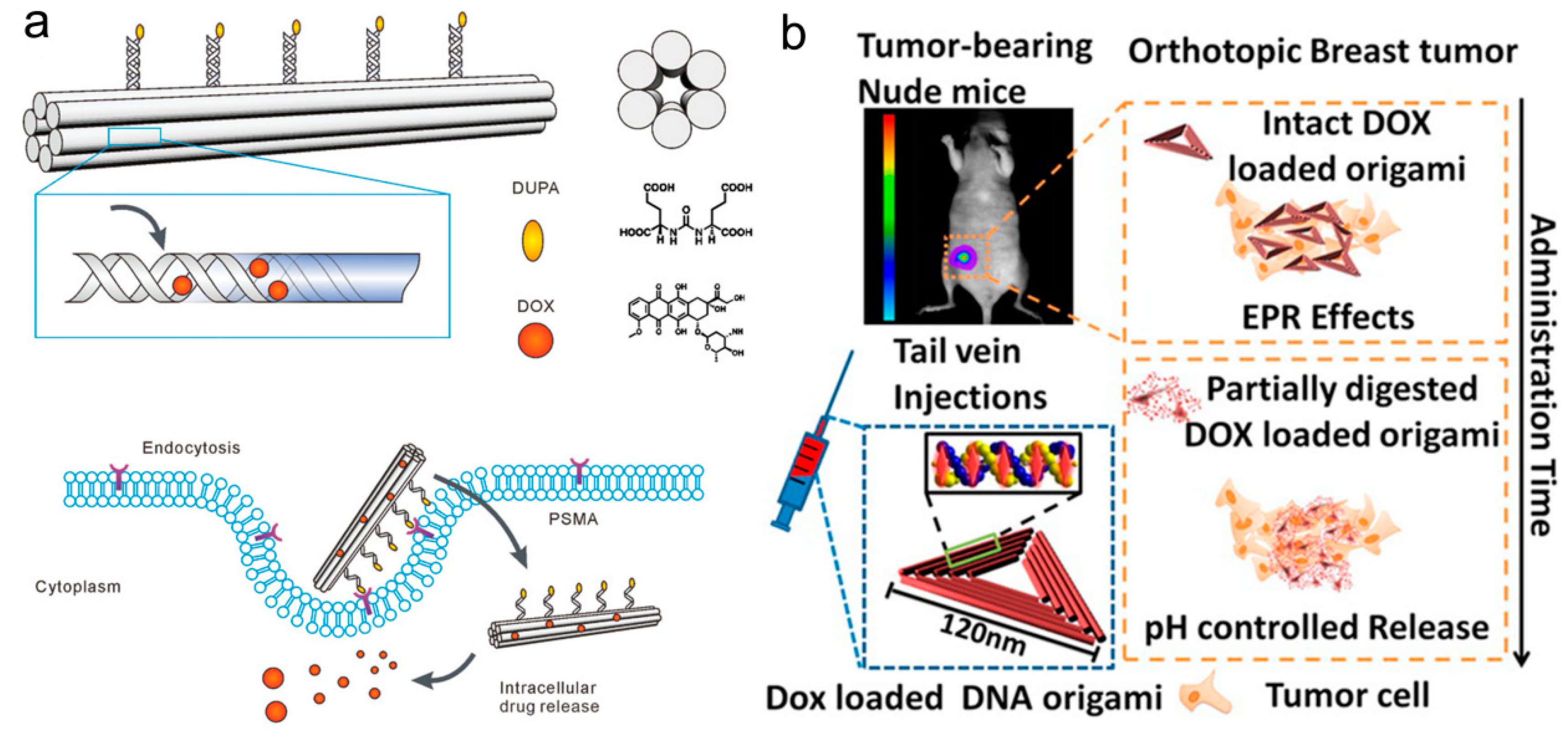 Biomolecules 11 01855 g002