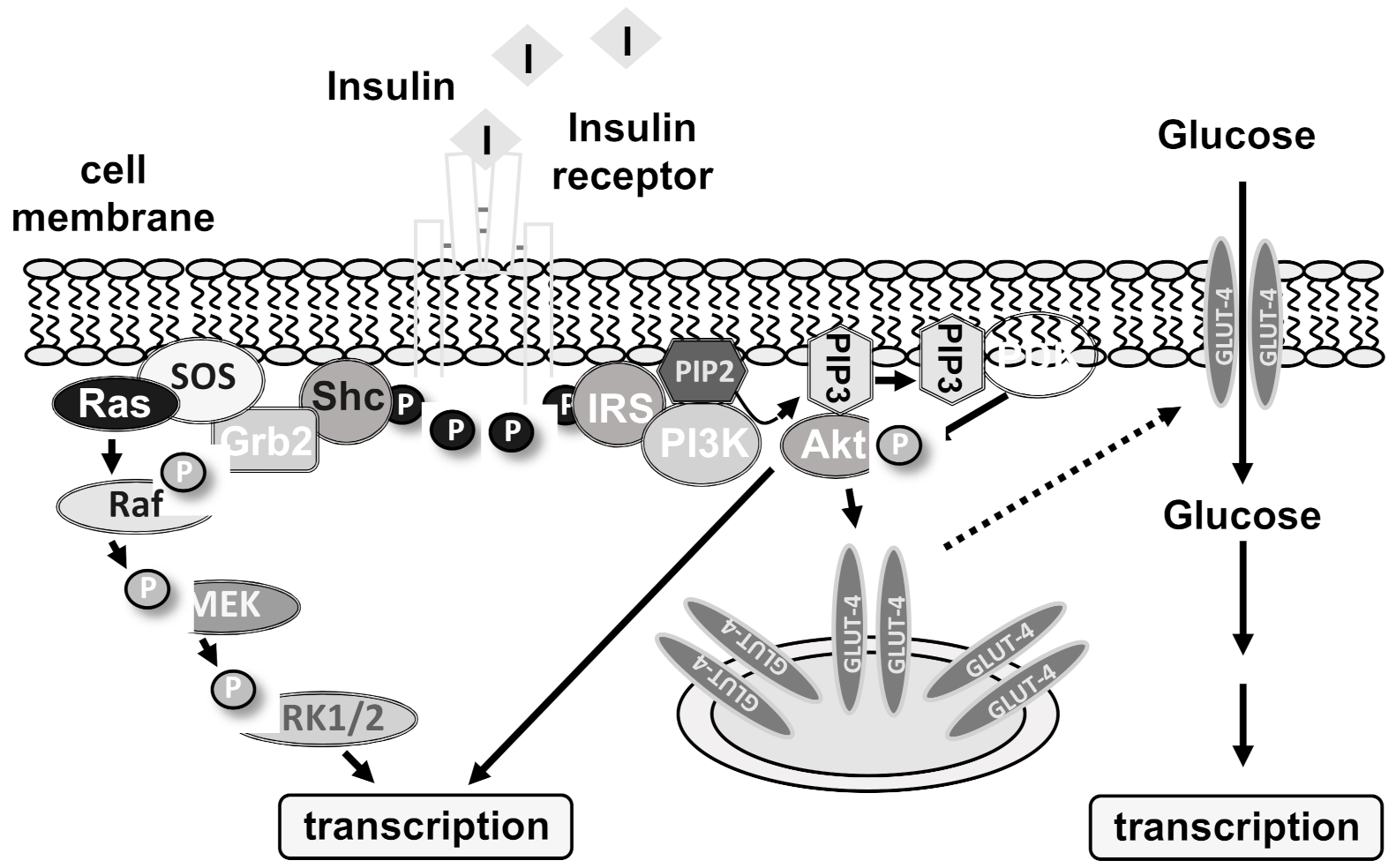 Biomolecules 11 01886 g001