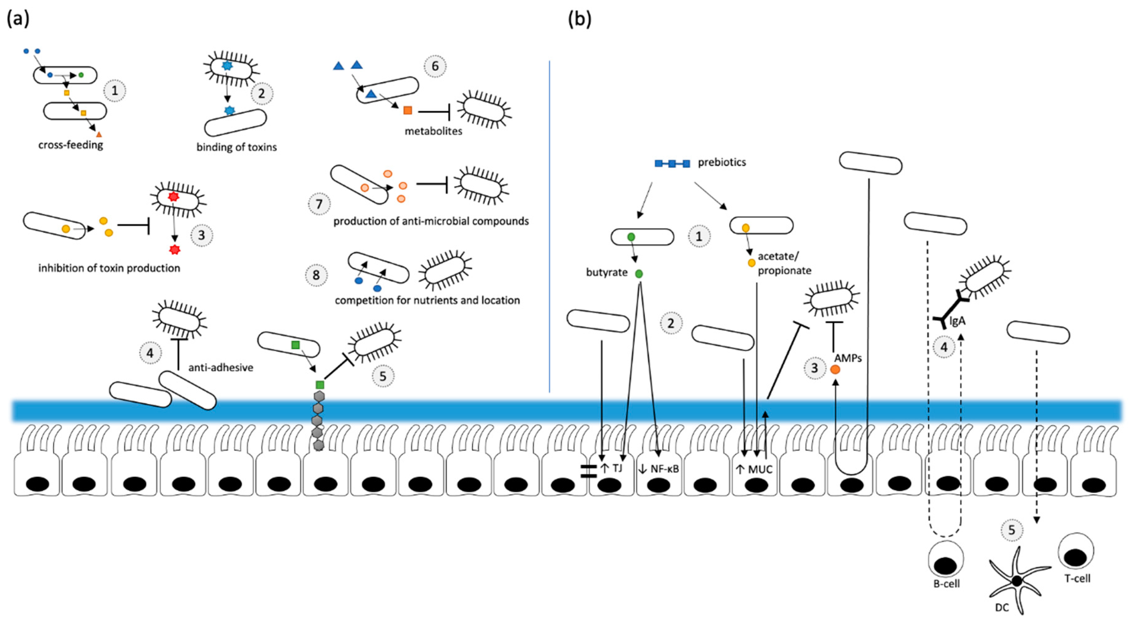 Biomolecules 11 01901 g002 Biomolecules 11 01901 g002