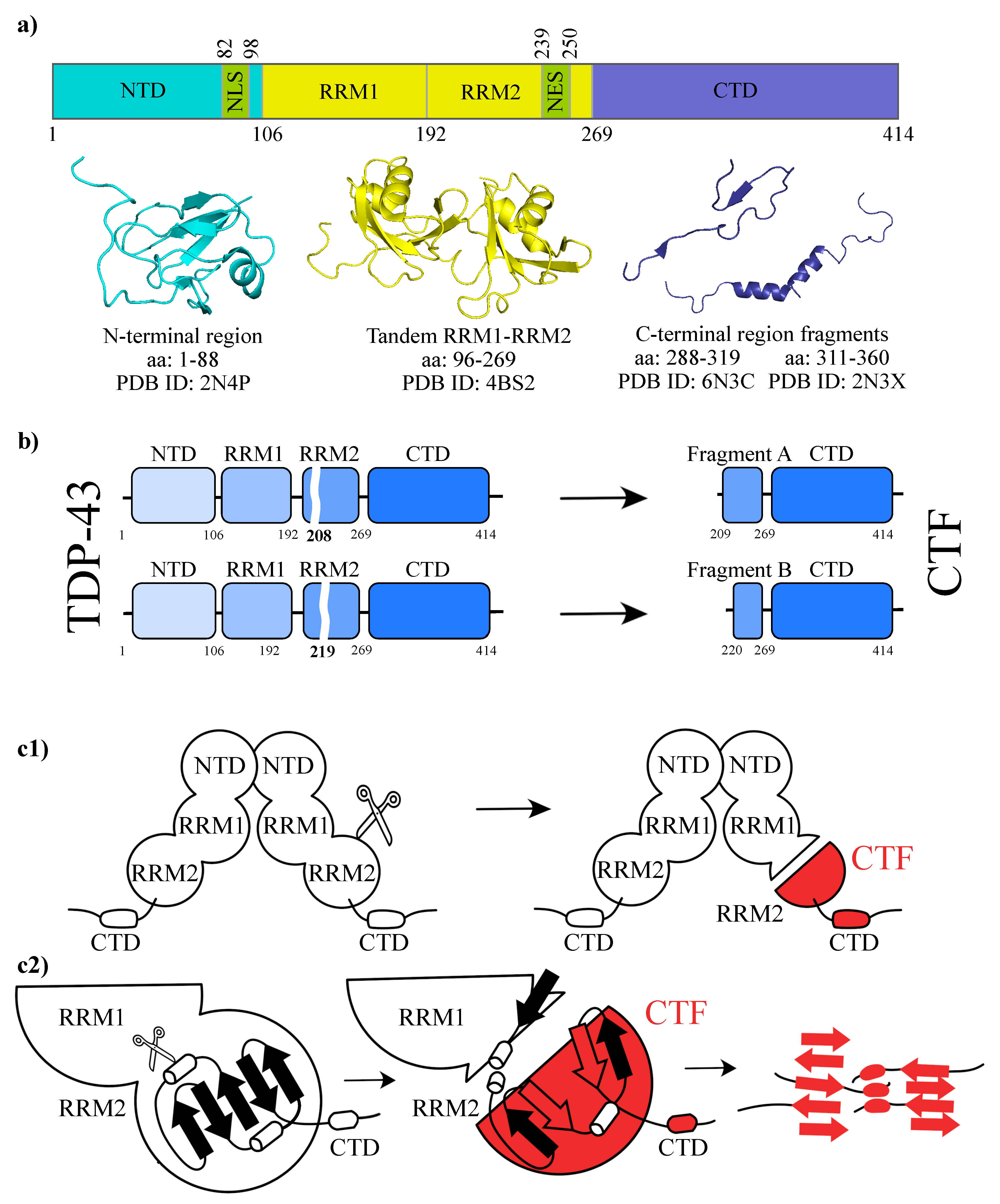 Biomolecules 11 01905 g001