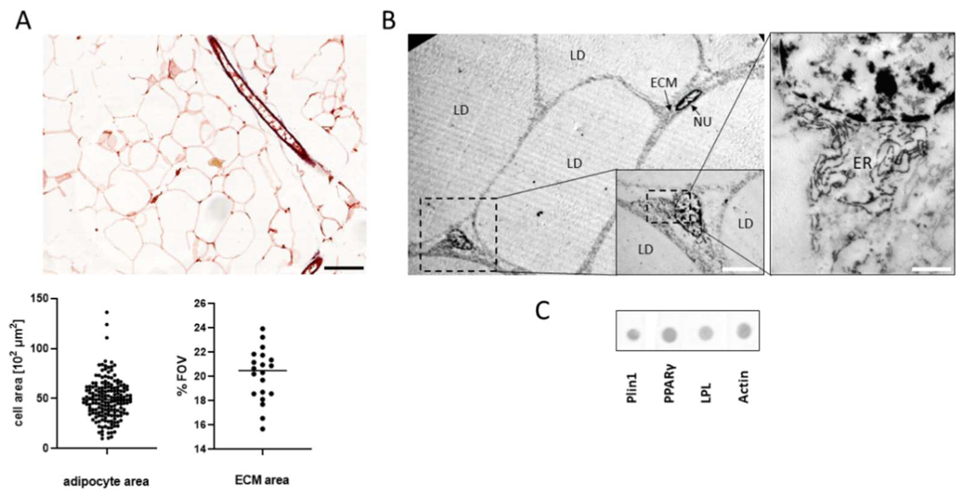 Biomolecules 11 01906 g005