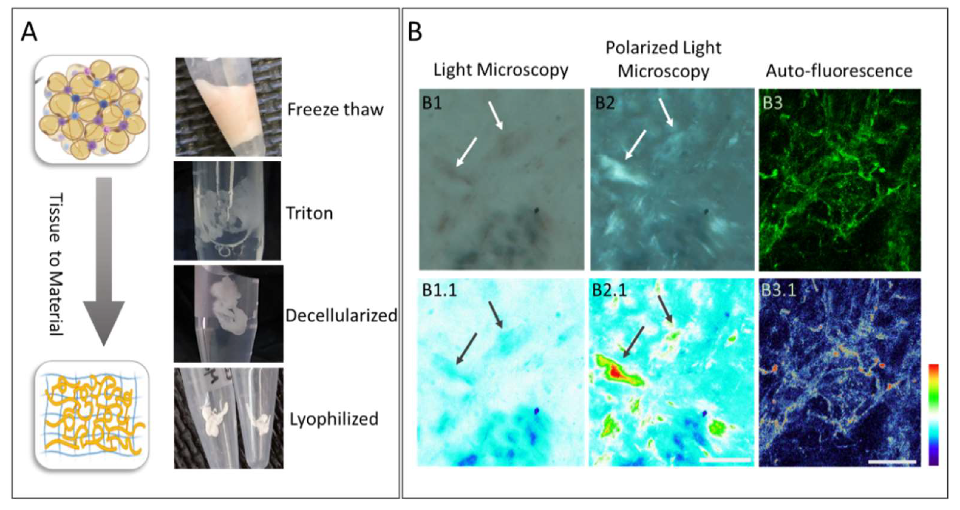 Biomolecules 11 01906 g006