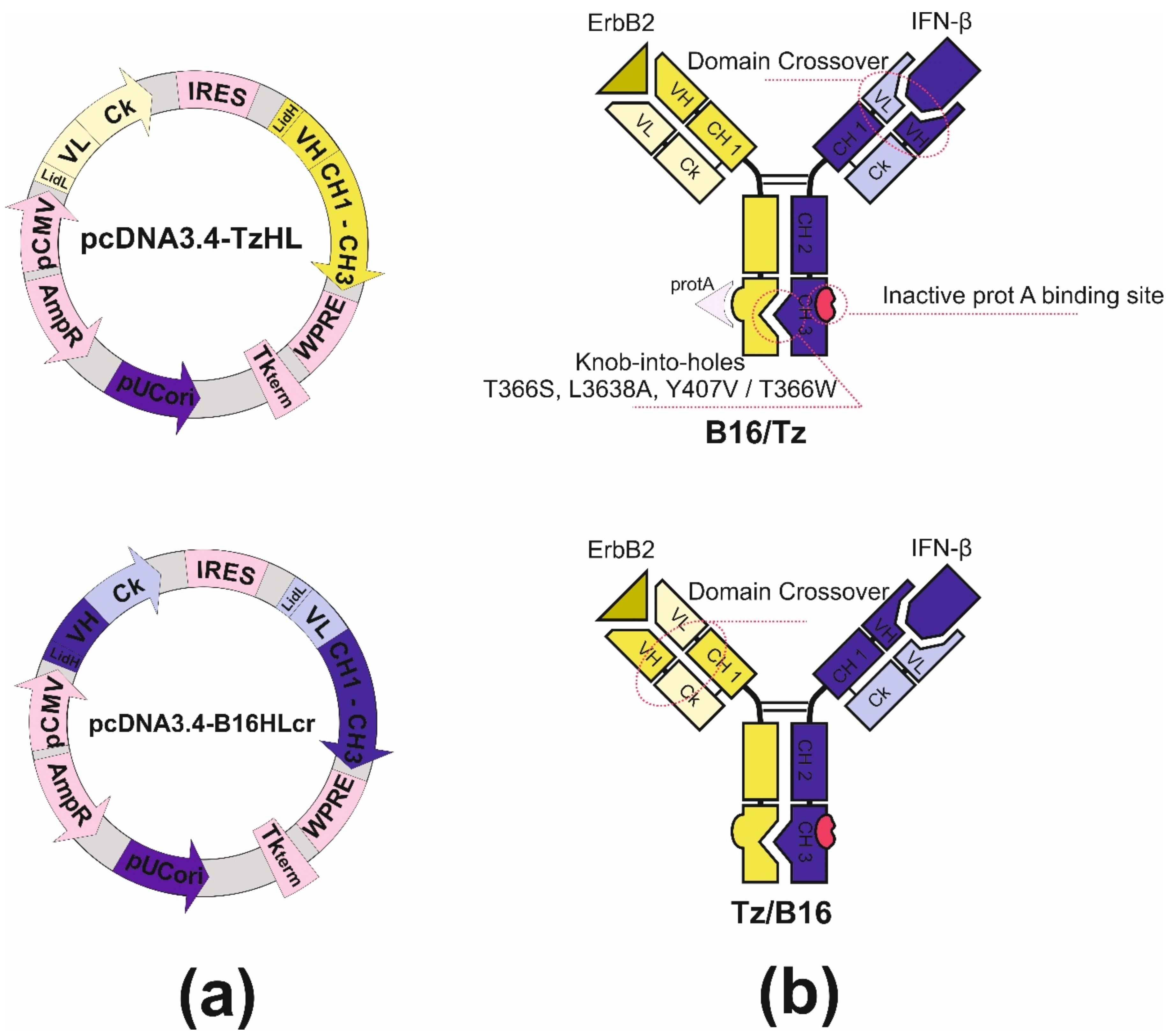 Biomolecules 11 01915 g004