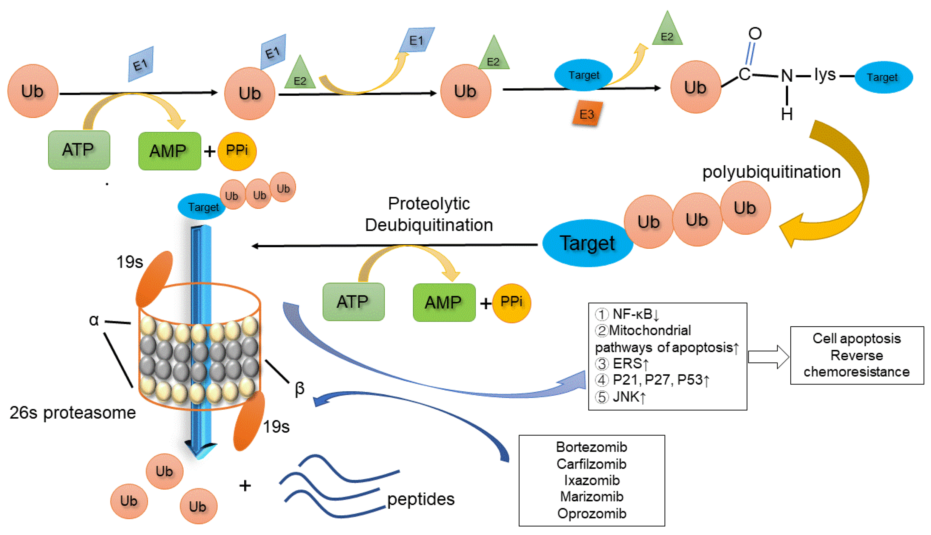Biomolecules 12 00051 g001