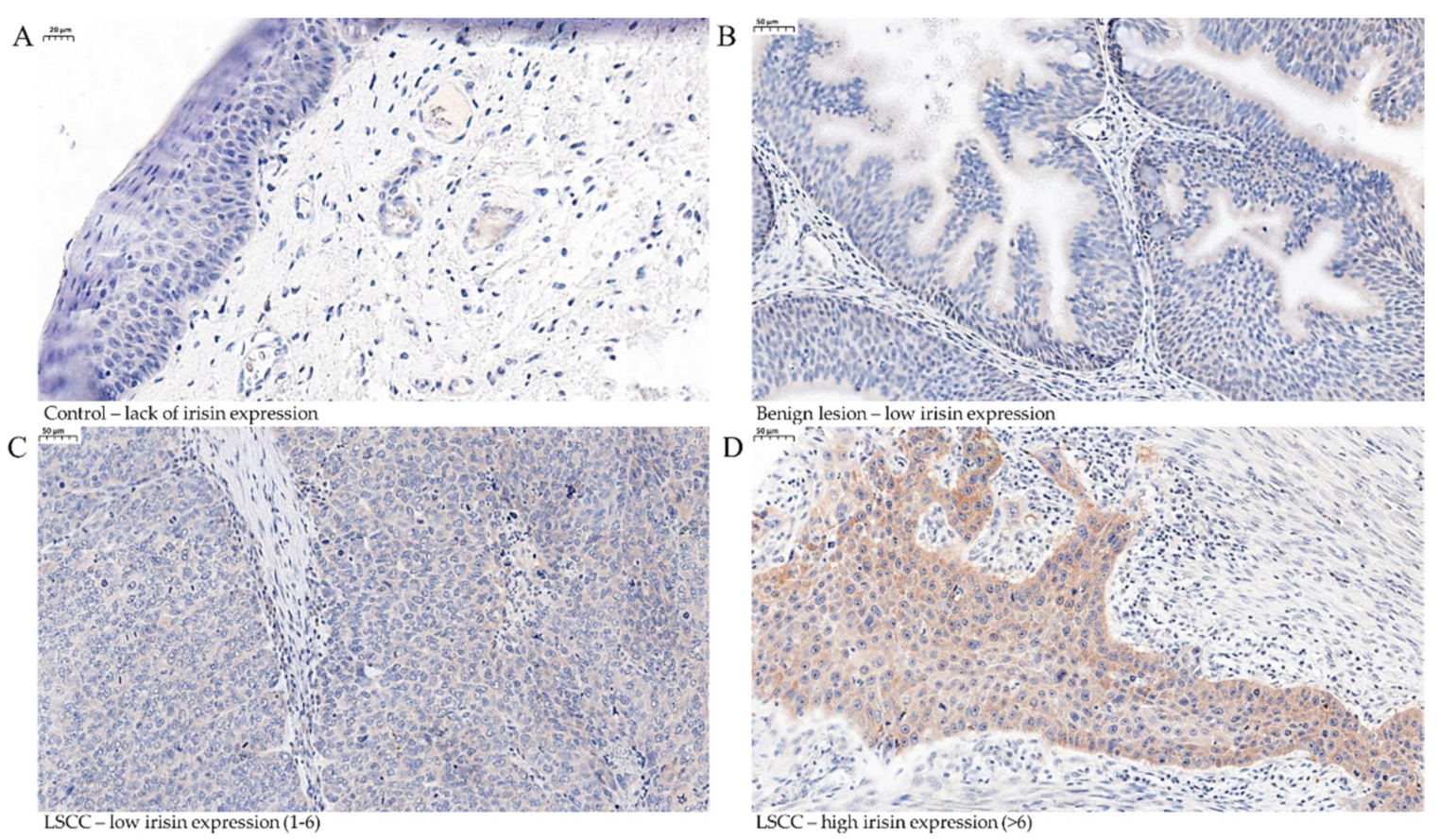 Biomolecules 12 00052 g001