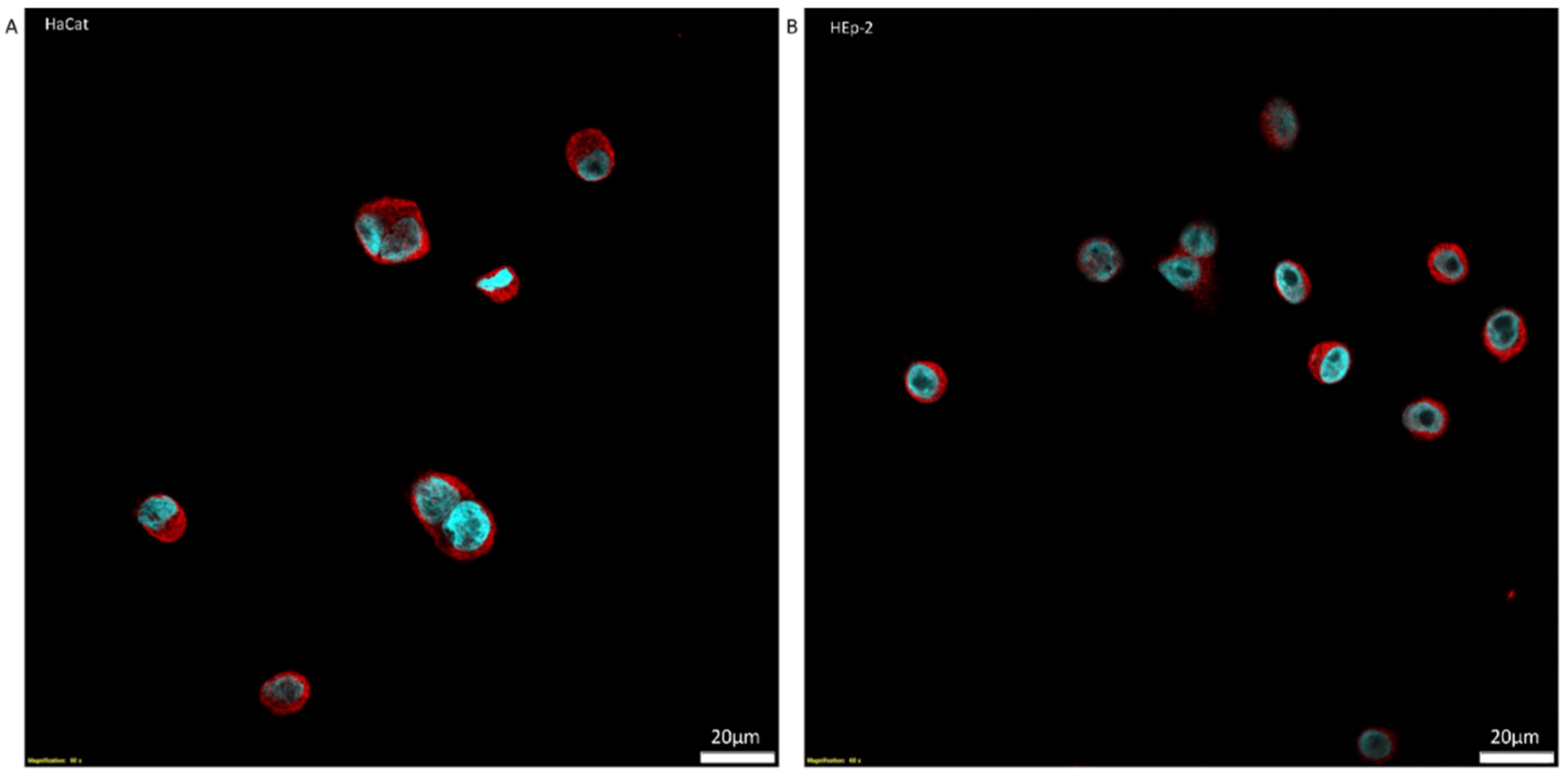 Biomolecules 12 00052 g006