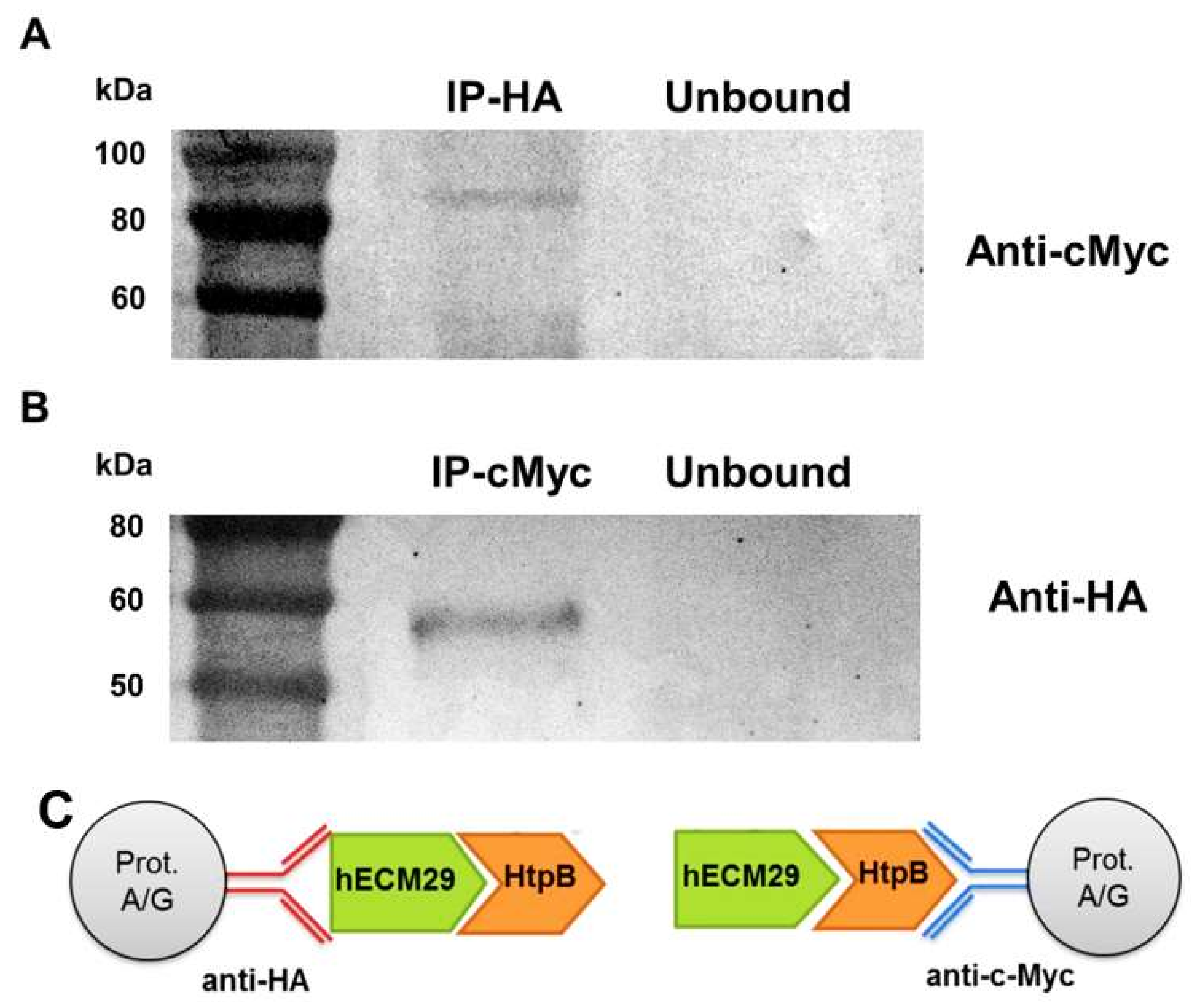 Biomolecules 12 00059 g004 Biomolecules 12 00059 g004