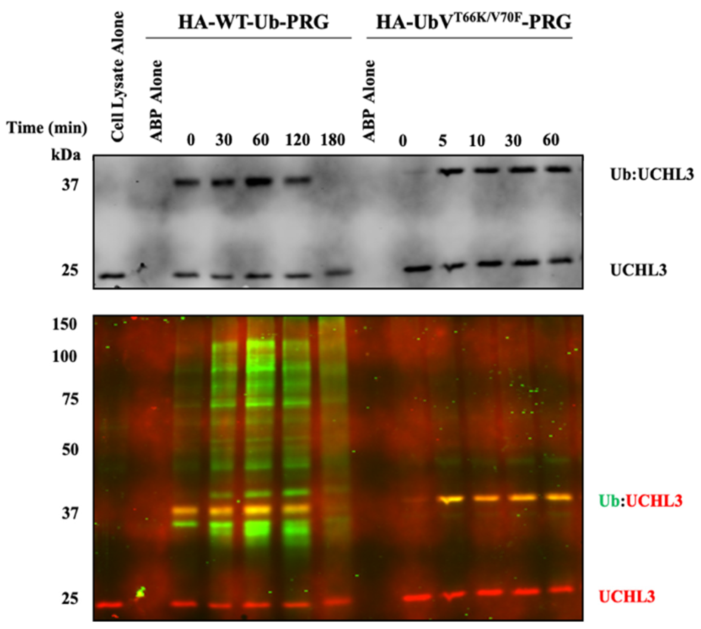 Biomolecules 12 00062 g001 Biomolecules 12 00062 g001