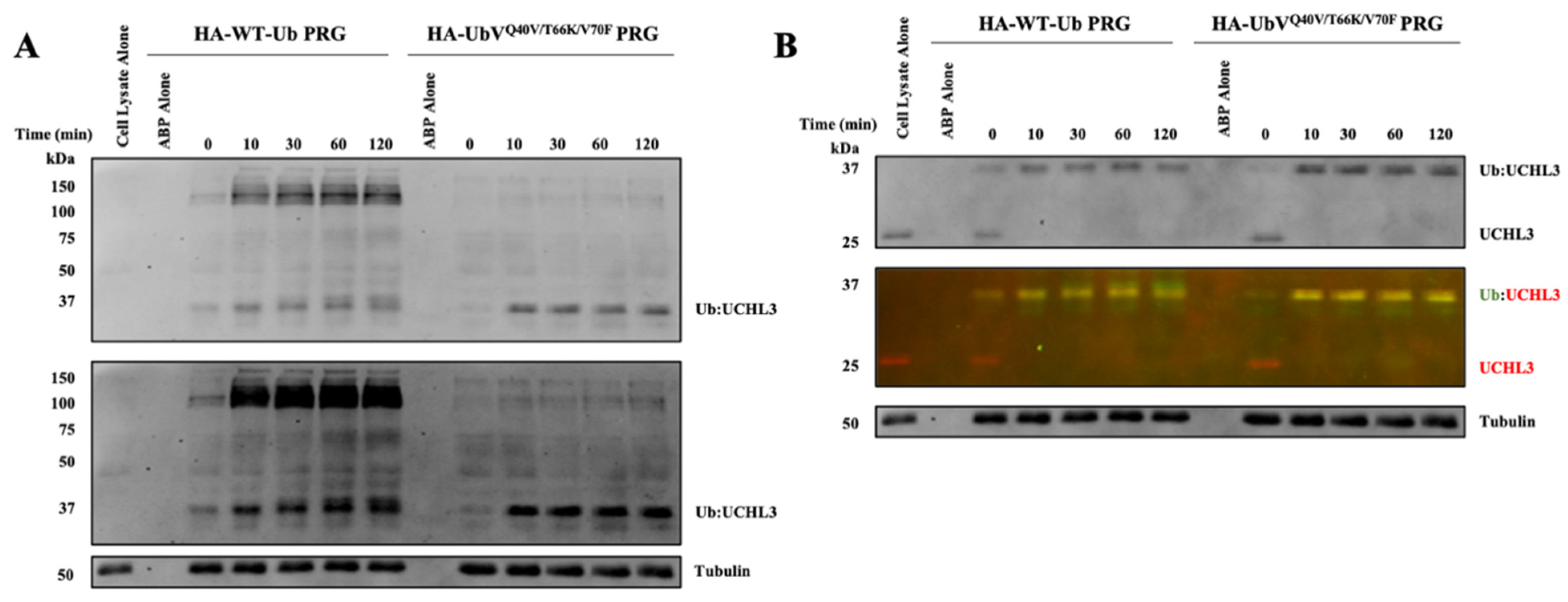 Biomolecules 12 00062 g005 Biomolecules 12 00062 g005