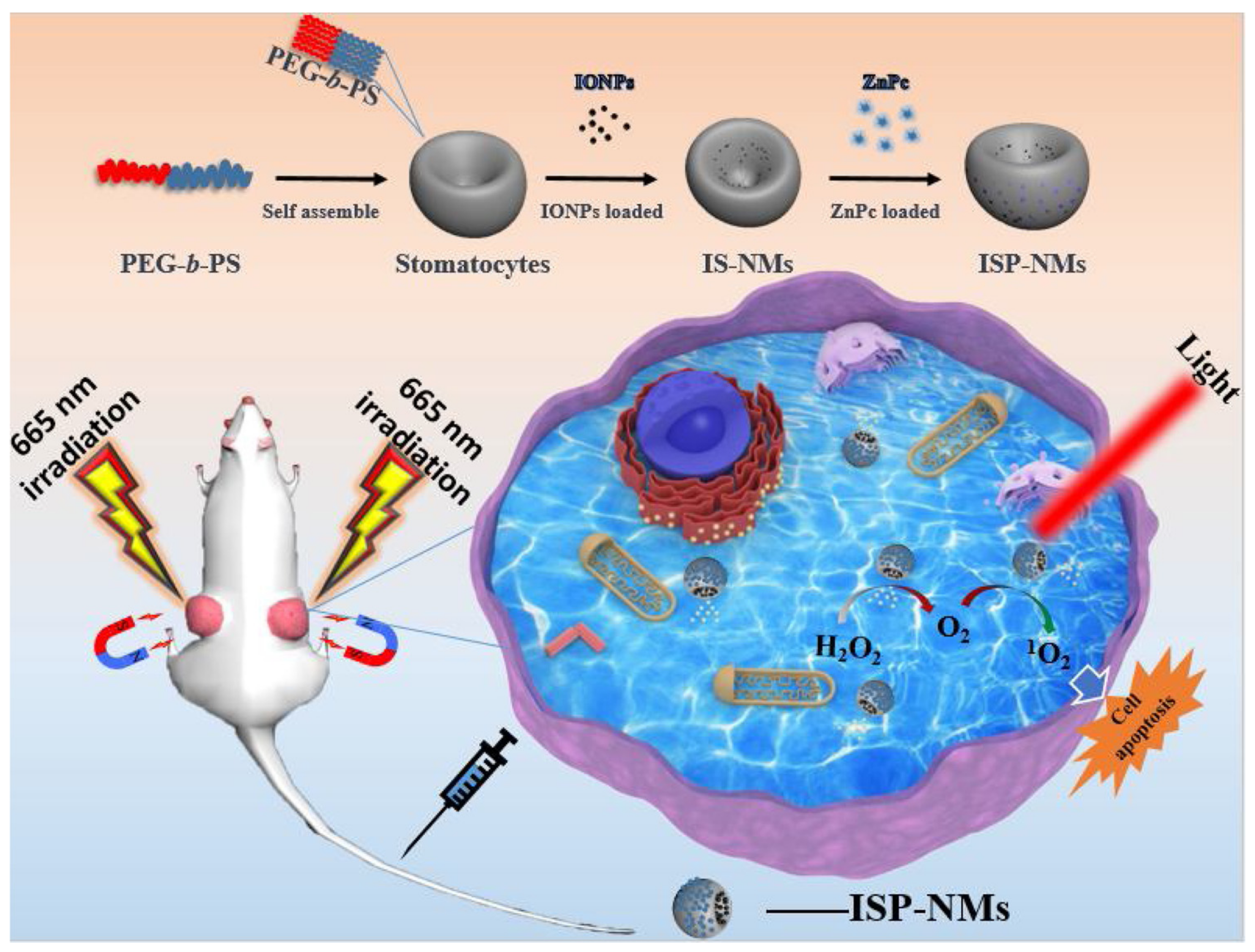 Biomolecules 12 00081 g007