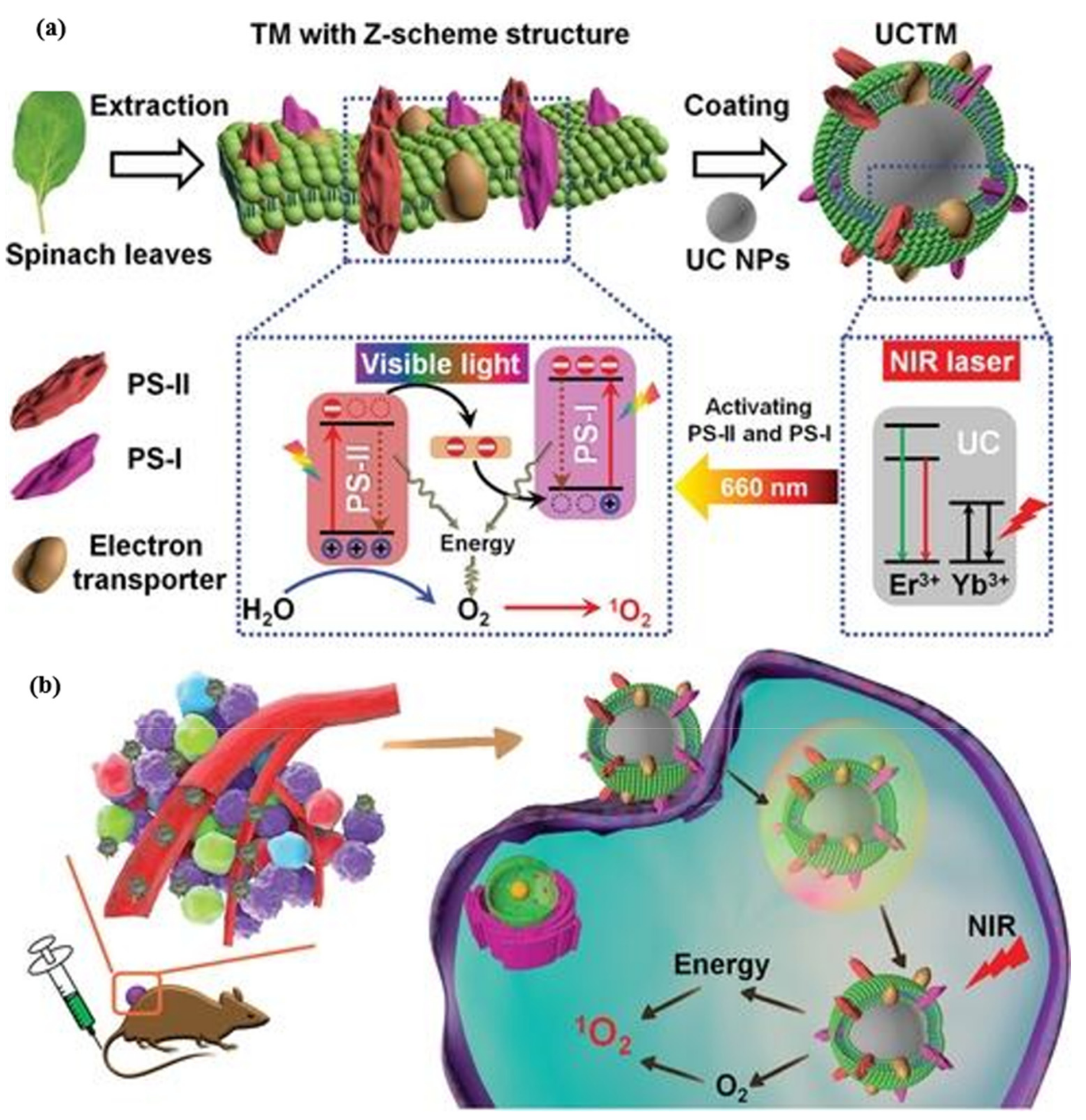 Biomolecules 12 00081 g008